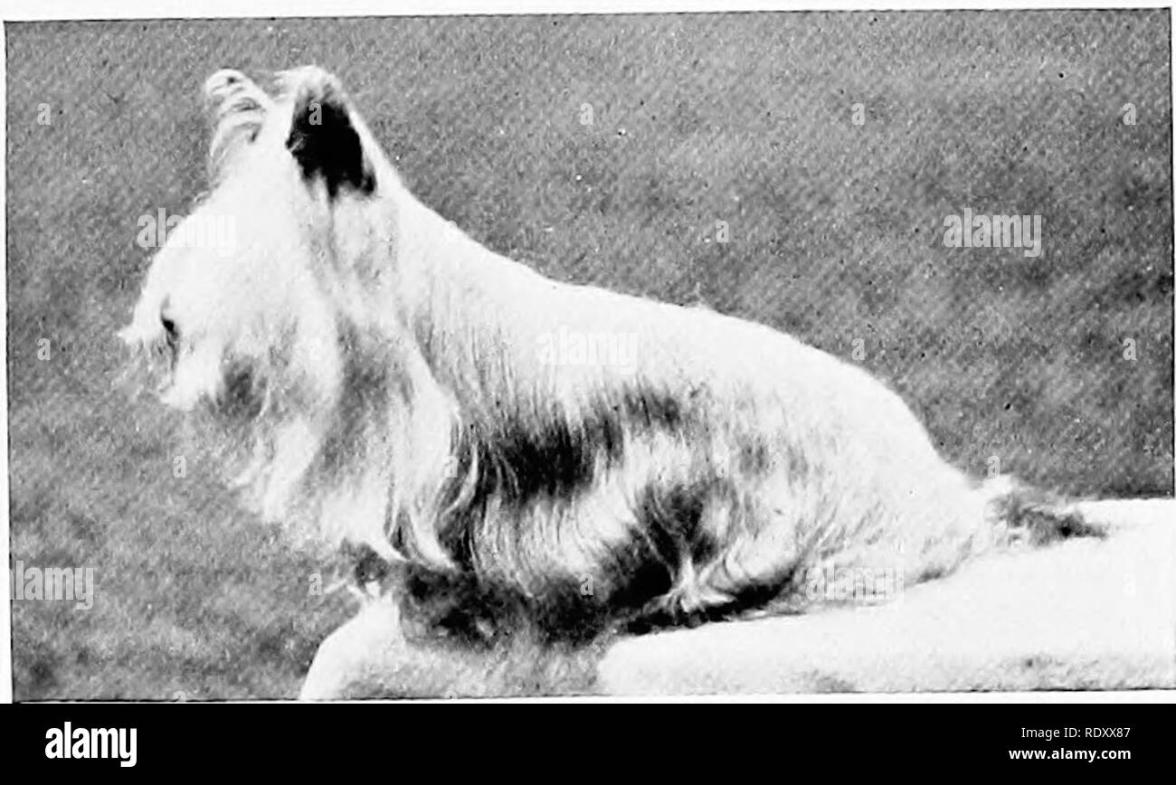 Mozart Den Hund Stockfotos und -bilder Kaufen - Alamy