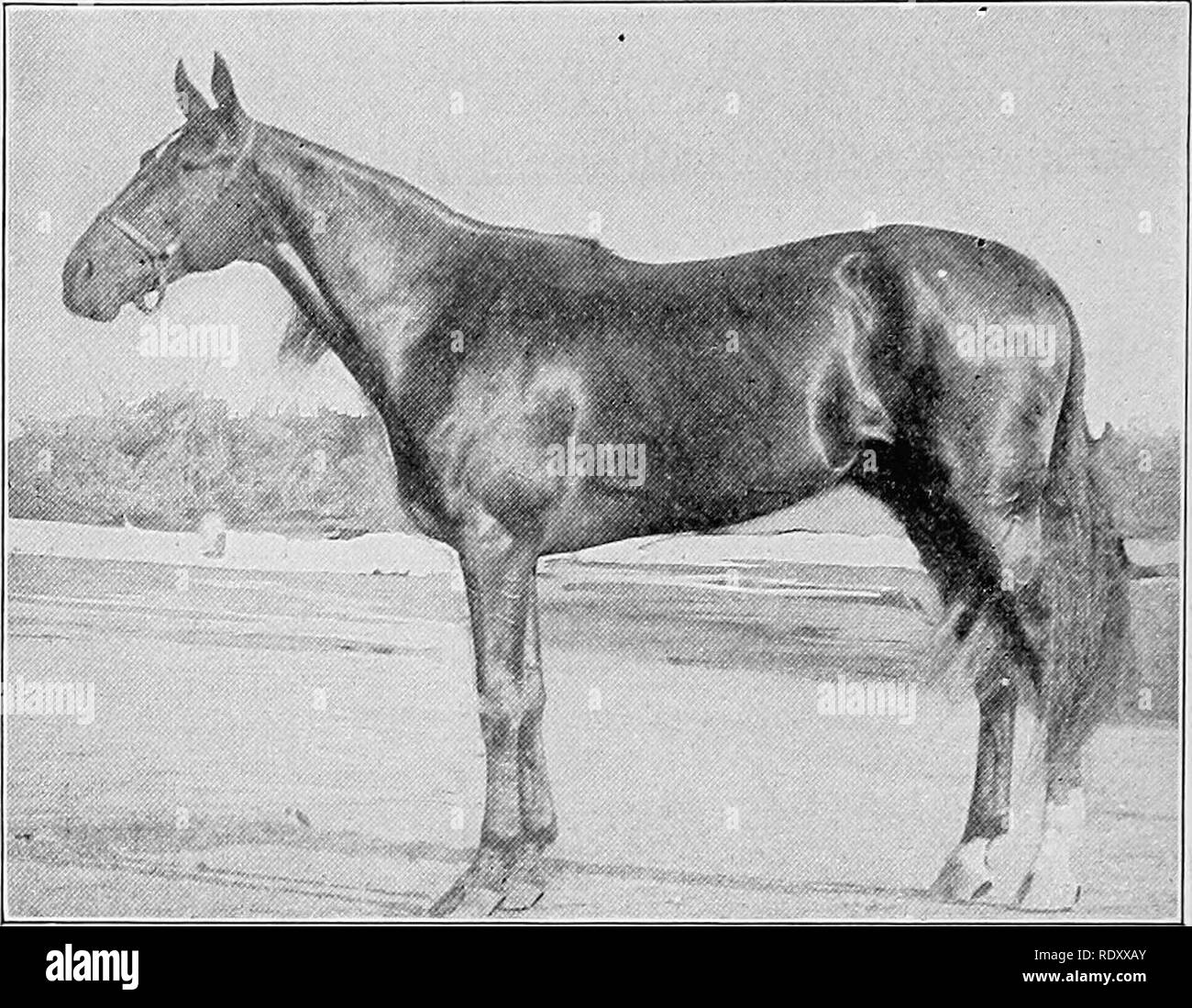 . Beurteilung der Nutztiere. Viehbestand. 138 Beurteilung der Nutztiere. Abb. 74. - "auf die leichte Art von Pferd, auf dem der Knochen und Sehnen in der Regel ohne Schwierigkeiten gesehen werden." Die festgestellten Trotter der Feldhäcksler. cannon Knochen sollte hart und der überlegene Substanz. Es ist nicht einfach, die Qualität des Knochens außer-ing in relativer Weise, wie beispielsweise durch die Laufruhe und die Proportionen des Teil bestimmen. Die Anwendung der sollten die Hände zeigen die Knochen selbst sehr sauber und glatt, mit der Rückseite sehnen Prominente und eine vollständige Freiheit von Schwellungen, weiches Gewebe oder Rauheit. Auf der leichten Art von Pferd Stockfoto