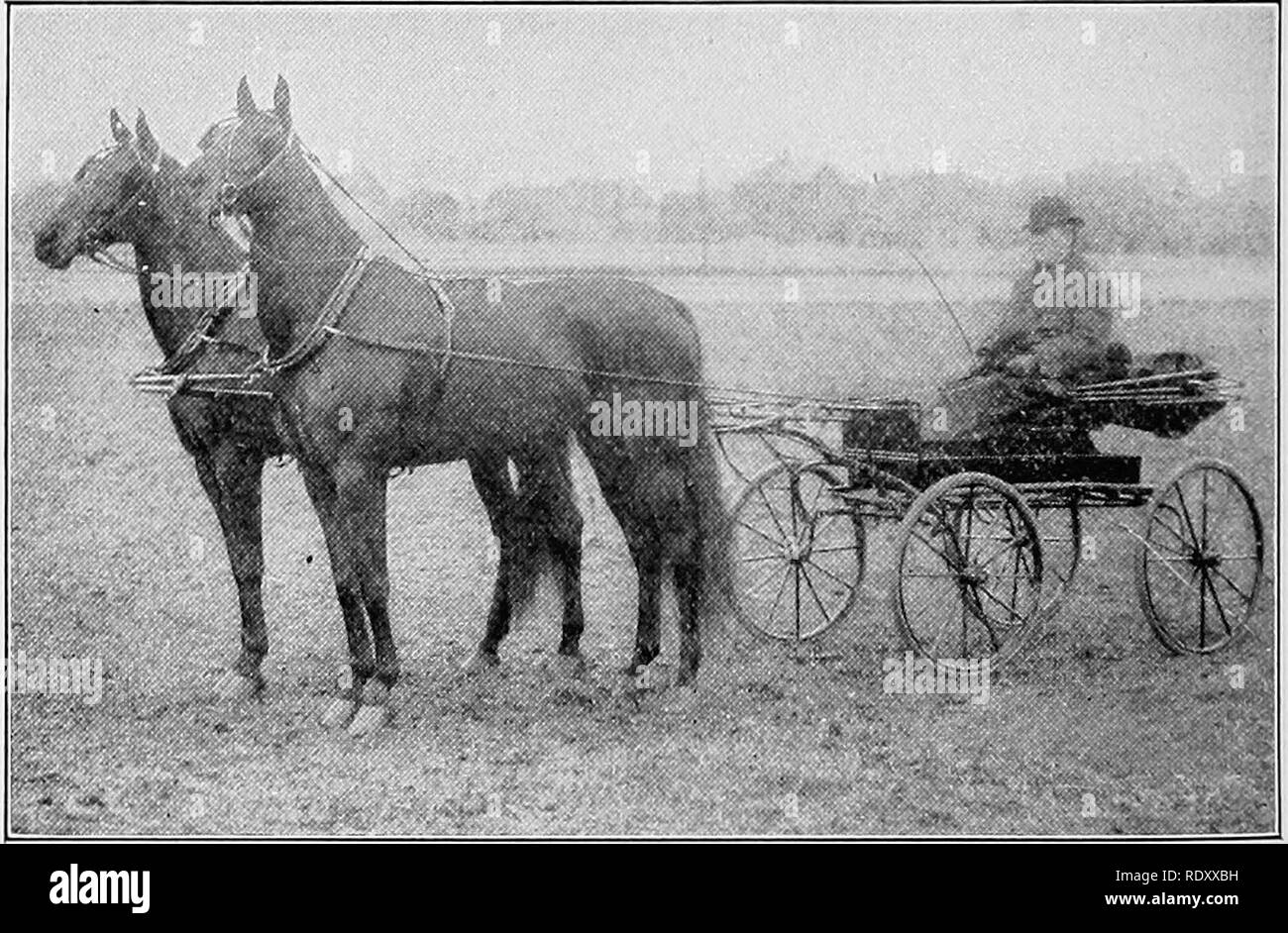 . Beurteilung der Nutztiere. Viehbestand. Kapitel X. BEURTEILUNG PFERDE OP-KABELBAUM TYP. In der Diskussion über den Entwurf des Pferdes in den vorangegangenen Seiten, viele Dinge sind im Detail betrachtet, die eine allgemeine Anwendung für alle Arten von Pferden, und müssen nicht er wieder aufgegriffen. Daher ist es höchst desirahle, dass der Leser sich mit dem Gegenstand der Beurteilung von Zugpferden vertraut machen. Der Schwerpunkt wird auf den folgenden Seiten auf jene Funktionen, die spezielle Anwendungen platziert werden, um den Typ unter Berücksichtigung. Im Vergleich den Scheinwerferkabelbaum Pferd ist viel kleiner als der Entwurf des Pferdes, Stockfoto
