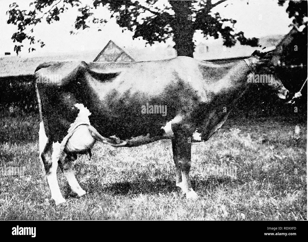 . Die Guernsey Rasse. Guernsey Vieh. 120 Die Guernsey Rasse hochwertige Tiere im Jahr 1901. Im gleichen Jahr H. McK. Twom-bly importiert 16 Leiter der Weibchen, die war ohne Zweifel die höchste Klasse los, die jemals importiert wurde. Gerechtigkeit zu dieser Einfuhr nicht gegeben werden, wenn alle genannt wurden. Sie schlossen Liebe Knoten 14441, auf der Insel bekannt als Justinee II; Charmante der Gron 14442 (676.46 Pfund Fett); Pre-toria 14443 (595.35 Pfund Fett); ihre Tochter Pretoria 2 d 14444, die später für 1.500 $ verkauft; Lady Butterfield 17167 (374.36. Lov Knoten 14441 - 3 d Preis, Englisch Royal Show, 1901. Pfund f Stockfoto