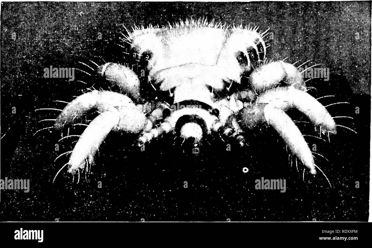 . Grundsätze der modernen Biologie. Biologie. 578 - Vererbung und Evolution. Abb. 30-6. Erweiterten Modell des Körpers Laus, Pediculus vestimenti. Beachten Sie die Anpassungen, die diese ectoparasite zu seinem Wirt zu klammern. (Mit freundlicher Genehmigung des American Museum of Natural History, New York.) Hosts als ein Mittel, um wieder Zugang zu einem primären Host. Viele parasitäre Arten Anzeige enorme Befugnisse der Reproduktion - das gewährleistet einen angemessenen Chance, dass einige der Nachkommen, die Zugang zu einem richtigen Host gewinnen kann. In ein Erwachsener Bandwurm, zum Beispiel, jeder der vielen Teile des Aufbaus trägt in der Regel zwei Eierstöcke und Hoden, Stockfoto