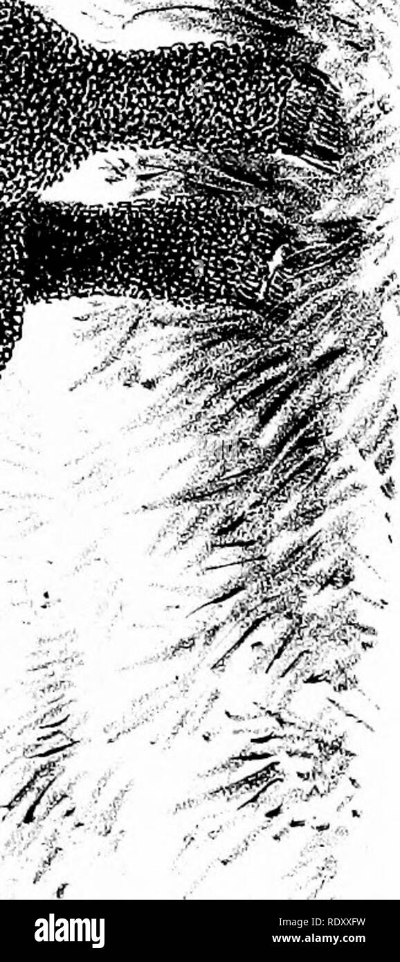 . Sonderbericht über die Geschichte und den derzeitigen Zustand der Schafe Industrie der Vereinigten Staaten. Schafe; 1892. o3 UJ o 2 =. Bitte beachten Sie, dass diese Bilder sind von der gescannten Seite Bilder, die digital für die Lesbarkeit verbessert haben mögen - Färbung und Aussehen dieser Abbildungen können nicht perfekt dem Original ähneln. extrahiert. In den Vereinigten Staaten. Büro der tierischen Industrie; Lachs, D. E; Carman, Esra Ayers, 1834-1909; Heide, Hubert A., 1857 -; Minto, John, 1822-1915; DuBois, C., sgn; Fisch, Pierre A. (Pierre Augustinus), 1865-1931. sgn; Cornell University. Hochschule für Veterinärmedizin Medici Stockfoto