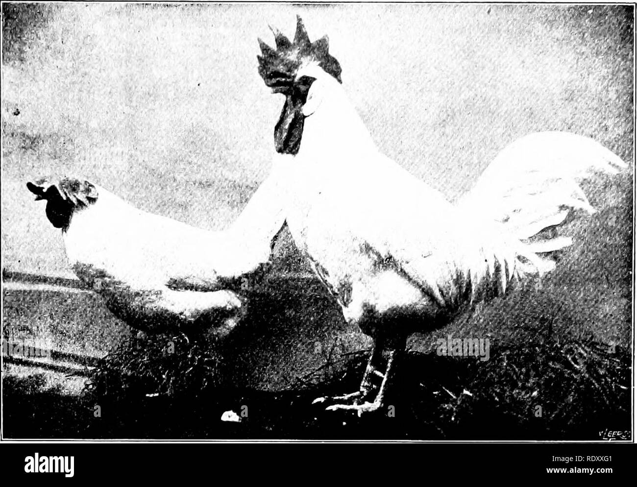 . Unsere heimische Tiere, ihre Gewohnheiten, Intelligenz und Nützlichkeit; tr. Aus dem Französischen von Gos. De Voogt, von Katharine S. Wormeley;. Heimische Tiere. Unsere heimischen Tiere EINLEITUNG Tiere, und die fast menschlichen tics, die ihn oft Binden an die Brute-force-Schöpfung.. Unser Thema ist unerschöpflich. Von dem Jungen, der glaubt, dass sein Hund weiß so viel, als er mit dem Wissenschaftler, der zu seiner Zufriedenheit b} - laborator)" Experimente, die Tiere sind aber aus Gewohnheit und nicht der Rea-Sohn, die ganze Welt interessiert sich für die Tiere des liome. Ihre Präsenz scheint notwendig, t (j Co Stockfoto