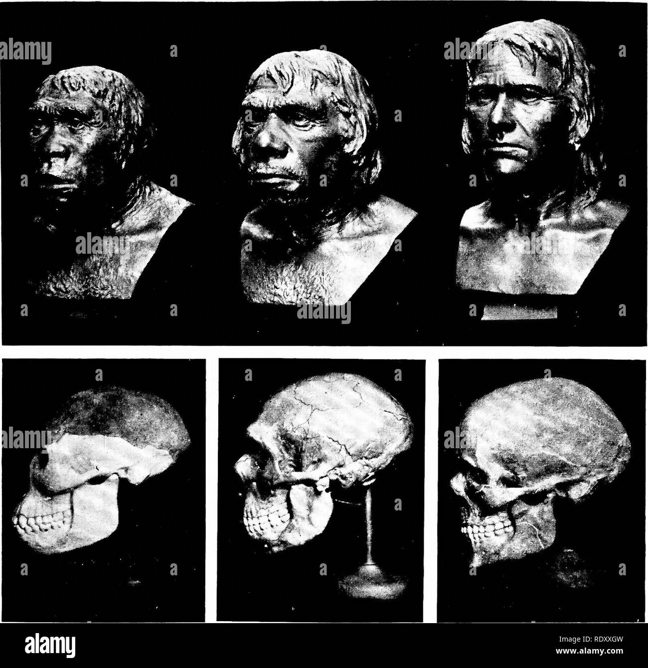 . Grundsätze der modernen Biologie. Biologie. Die Folgen der Evolution - 571. Abb. 29-18. Schädel und Gesicht Restaurierungen von verschiedenen prähistorischen Männer, von J. H. McGregor. Von links nach rechts: 1 Links, die Java Mann, Pithecanthropus; 2, die Neandertaler, und 3, die Cro-Magnon-Menschen. In 1, die leichtere Teile sind Restaurationen, von der Anatomie des anderen Teilen abgeleitet. (Mit freundlicher Genehmigung des American Museum of Natural History, New York.) b) Stufen in der Entwicklung der skele-tal System c. Ursprung und Entwicklung der Giroguthaben der Tory Organen? 9. Inwieweit ist eine menschliche Embryo in der Phase "gill Schlitz&q Stockfoto