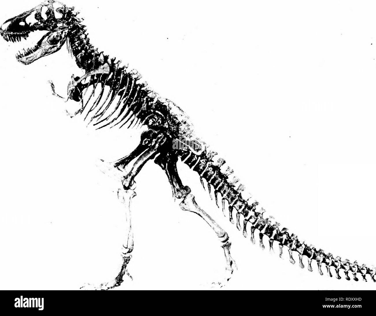 . Grundsätze der modernen Biologie. Biologie. 568-Vererbung und Evolution. UWM * A^Abb. 29-14. Ganze Skelett eines anderen Dinosaurier, Tyrannosaurus rex aus der Kreidezeit Schichten der Hölle Creek Basin, Montana. (Mit freundlicher Genehmigung des American Museum of Natural History, New York.) Die frühen Mesozoikum Schichten eine große (Abbn. 29-14 und 29-15), und die fliegende Reptilien Diversifizierung des Reptils Gruppe, nicht nur (flugsaurier). Auch in den frühen Mesozoikum Felsen zu formen, die an die modernen Eidechsen, findet man die erste primitive Säugetiere. Aber Schildkröten, Schlangen, und so weiter, aber auch als die ersten Vögel, suc Stockfoto