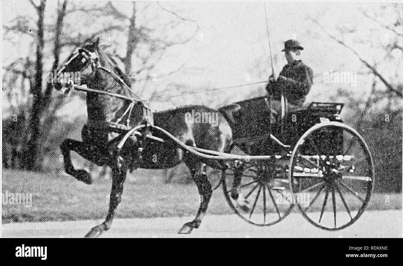 . Produktive Pferdezucht. Pferde, Pferde. Die schweren KABELBAUM RASSEN