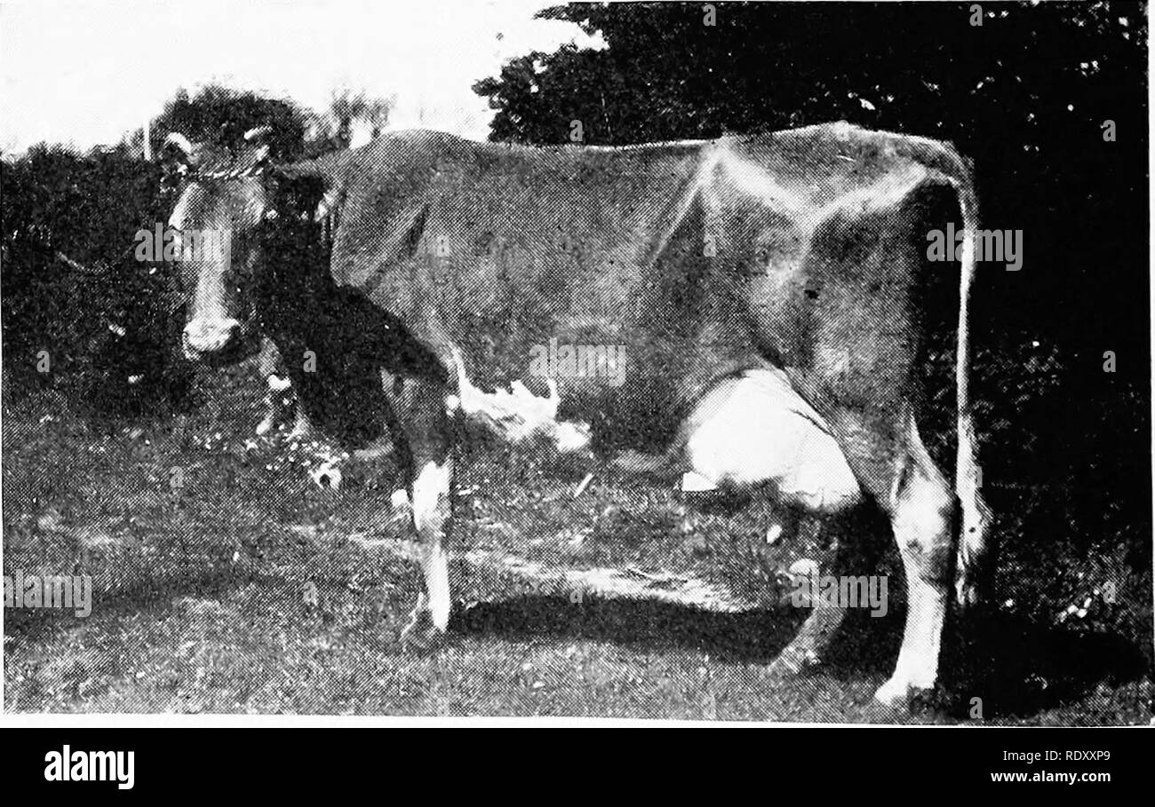 . Die Guernsey Rasse. Guernsey Vieh. So Die Guernsey Rasse ist mittelgroß, ständigen Hörner, und der Stier sehr schwer in den Schultern und Licht in der Hinterhand. Es gibt zahlreiche andere Bilder in Existenz, 80 bis 125 Jahre alt, die angeblich so darzustellen - namens Alderney Kühe, diese zeigen Jahrbücher Farbe sehr variabel von hell gelb in den Farben Beige, Braun, Schwarz und gestromt. Dies ist ein zusätzlicher Nachweis, dass es vor wenigen Jahren, viel weniger Unterschied in der rinderrassen auf mehreren Inseln als Schriftsteller haben gewöhnlich führte uns zu widerlegen" e. W'e werden neu gekümmert, auch, dass c Stockfoto