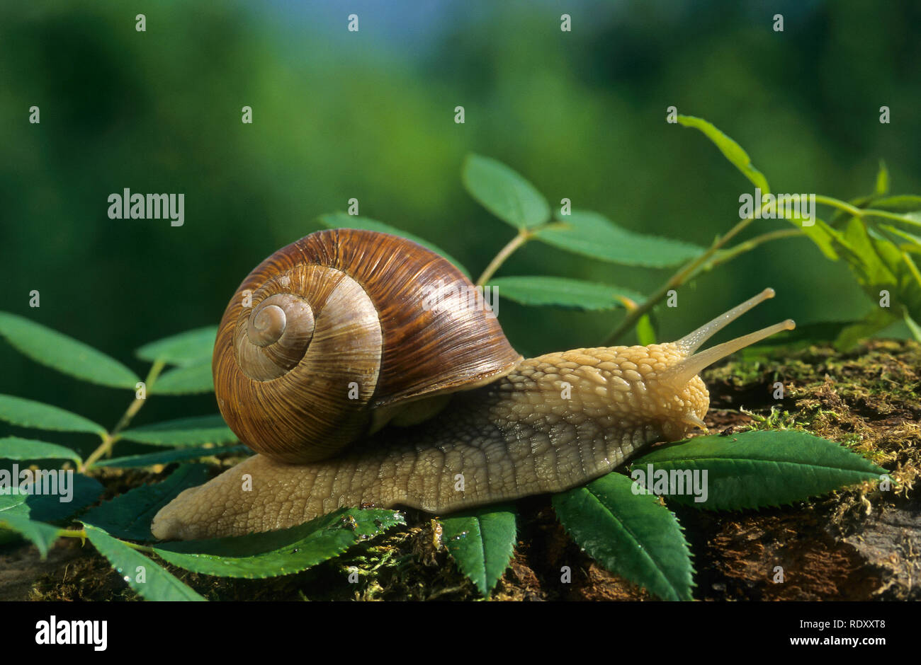 Weinbergschnecke, Weinberg-Schnecke, Helix pomatia, Roman Schnecke, escargot, escargot Schnecke, Weinbergschnecke, Apfelschnecken, grapevine Snail, Weinberg Schnecke, Stockfoto