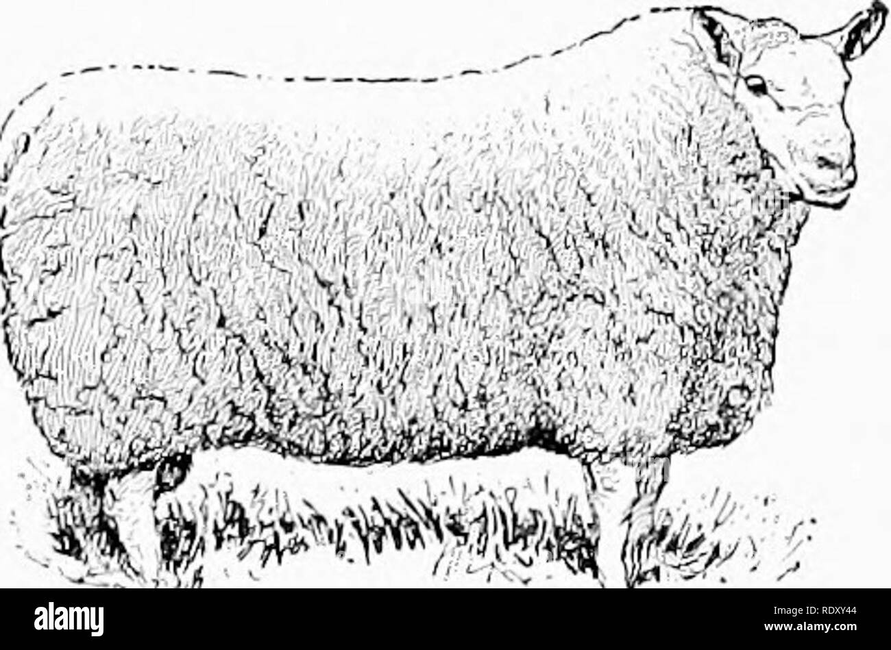. Die bruten der live-Lager: Durch die live-Züchter. Viehbestand. Die HAMMEL Rassen von Schaf 349 Der teviotdale sind wir für die ersten Verbesserungen in tlie Rasse. Die Mönche von Melrose liad große Herden, die in der grenzüberschreitenden Felder verstreut waren. Es war nicht bis 1750, dass die Grenze Landwirt ga ^' e viel Aufmerksamkeit auf die Rasse oder die vollendete anythino - in seiner Imi) rovement. Cheviots wurden in Kanada in den frühen neunzehnten Jahrhundert genommen. In 1 S3 S, Robert Young, von Delhi, New York, machte eine Einfuhr, die vier Jahre später gefolgt von anderen Einfuhren derselben Grafschaft. In 1 S4.5, waren sie Imp Stockfoto