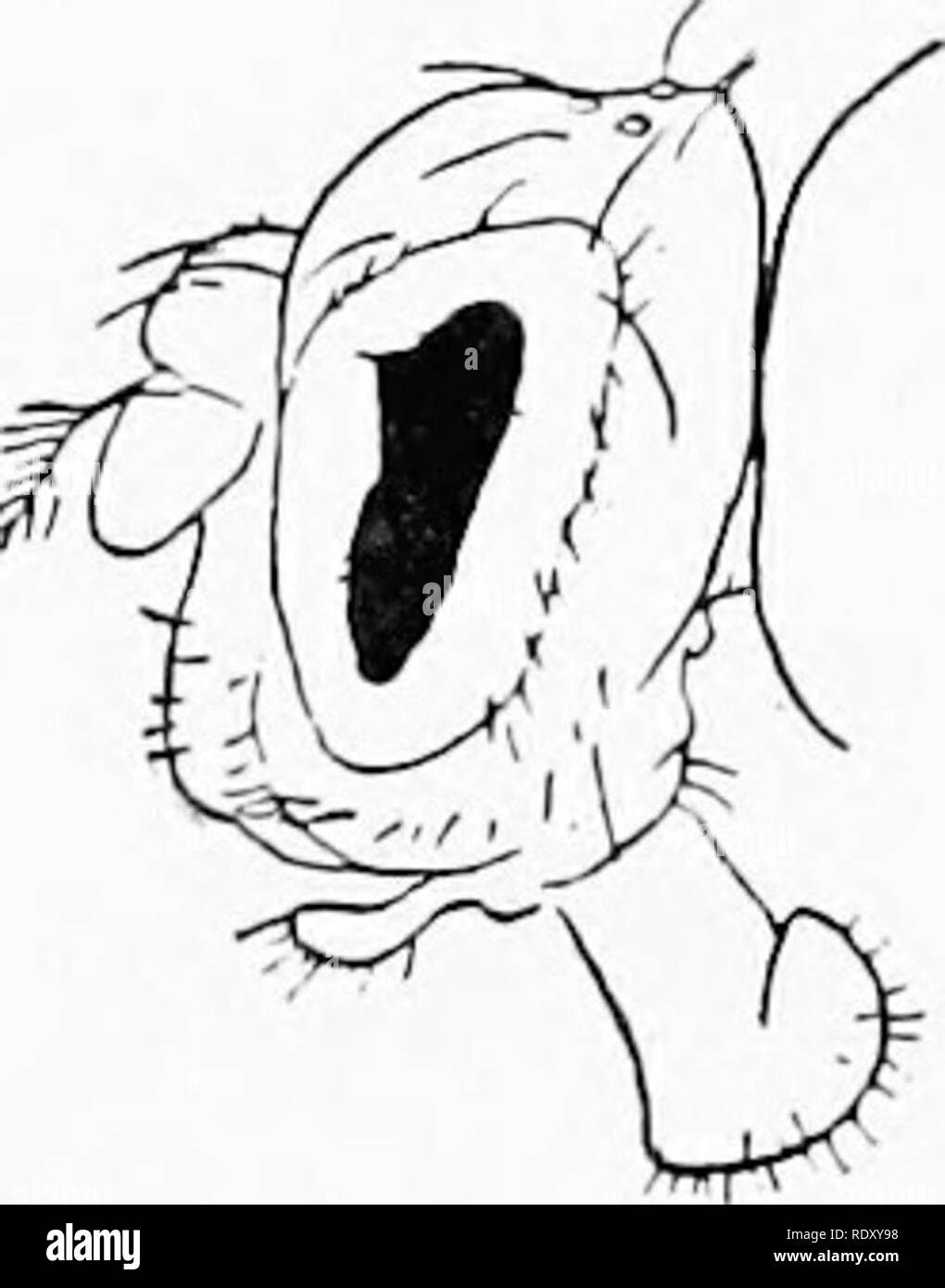 . Genetik in Bezug auf die Landwirtschaft. Vieh; Vererbung; Variation (Biologie); Pflanzenzüchtung. Fi (69. - Normale {a, a') und bur Auge (6, h'); in der Droyophila^ ide ansehen und von oben gesehen dargestellt. {Nach Morgan.) Nur so schmal wie bei homozygoten Rennen, aber unter tiie Weibchen einige können gefunden werden, die Augen haben fast so schmal wie die charakteristischen von homozygoten bar Auge fliegen und andere, die Augen haben fast rund wie die charakteristischen der normalen Fliegen. Die meisten von ihnen haben jedoch die Augen, die einen mittleren Effekt des Faktors angezeigt. In diesem Fall läßt bereitwillig von Erklärung, wenn der Ge Stockfoto