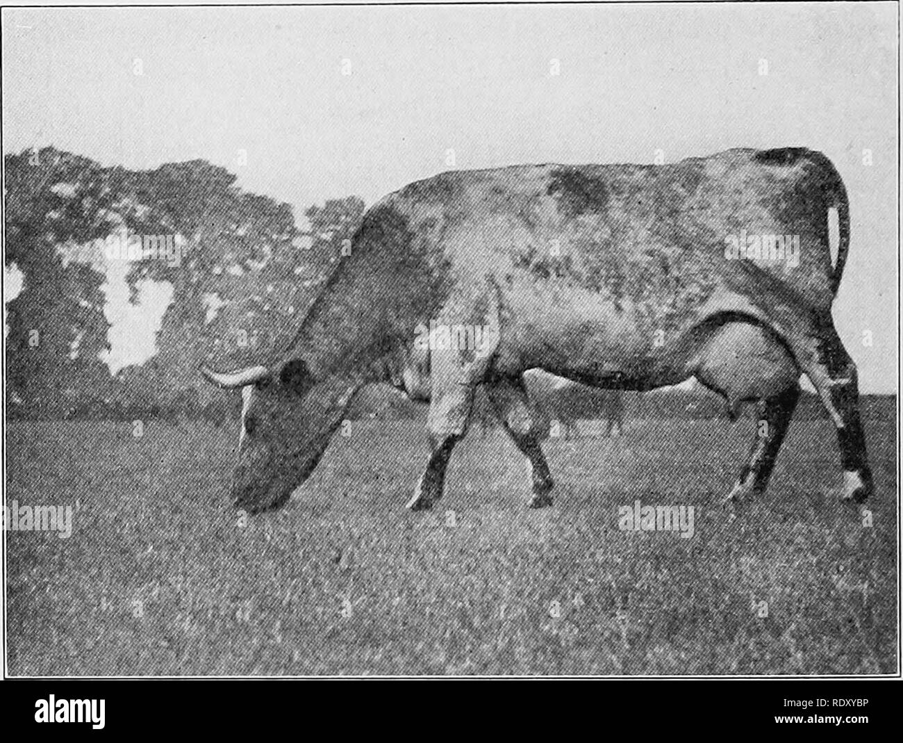 . Arten und Rassen der Tiere. Viehbestand. 236 Rinder Dieses war ein sehr ehrenwertes zeigen, vor allem in Anbetracht der Tatsache, dass die Shorthorns waren nicht mit dem großen Schmerz und Kosten, die die Trikots waren und auch nicht so viele erstklassige Molkerei Exemplare wie die anderen Rassen haben Stellen ausgewählt. Professor James Lange von England, das die Kühe inspiziert, berichtete über seine Rückkehr in die Heimat, die in England nicht hohen Rang als Molkerei Shorthorns. In diesem Test die Kuh Nora 3679-8 lbs Milch.. Abb. 95. Ein schönes Beispiel für ein milking Shorthorn auf einem englischen Weide. Von Foto vom Autor y Stockfoto