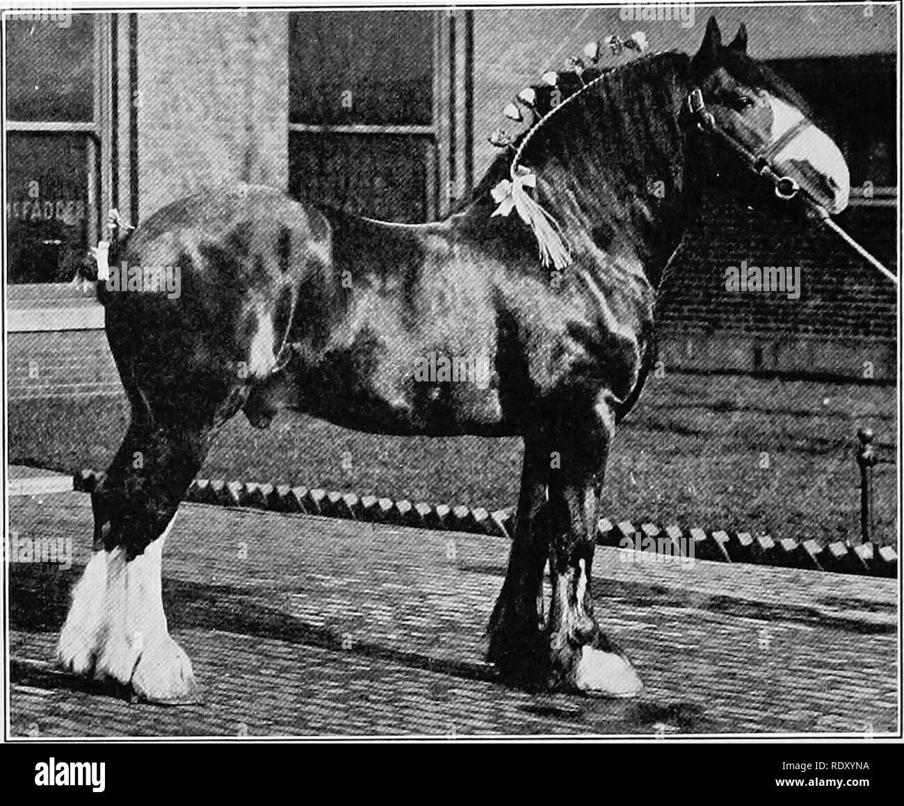 . Die Grundlagen des Live stock Beurteilung und Auswahl. Viehbestand. 124 BEURTEILUNG ZUGPFERDEN. Abb. 35.- Clydesdale Hengst.. Bitte beachten Sie, dass diese Bilder sind von der gescannten Seite Bilder, die digital für die Lesbarkeit verbessert haben mögen - Färbung und Aussehen dieser Abbildungen können nicht perfekt dem Original ähneln. extrahiert. Curtis, Robert Seth, 1881 -. Philadelphia; New York: Lea&amp; Febiger Stockfoto