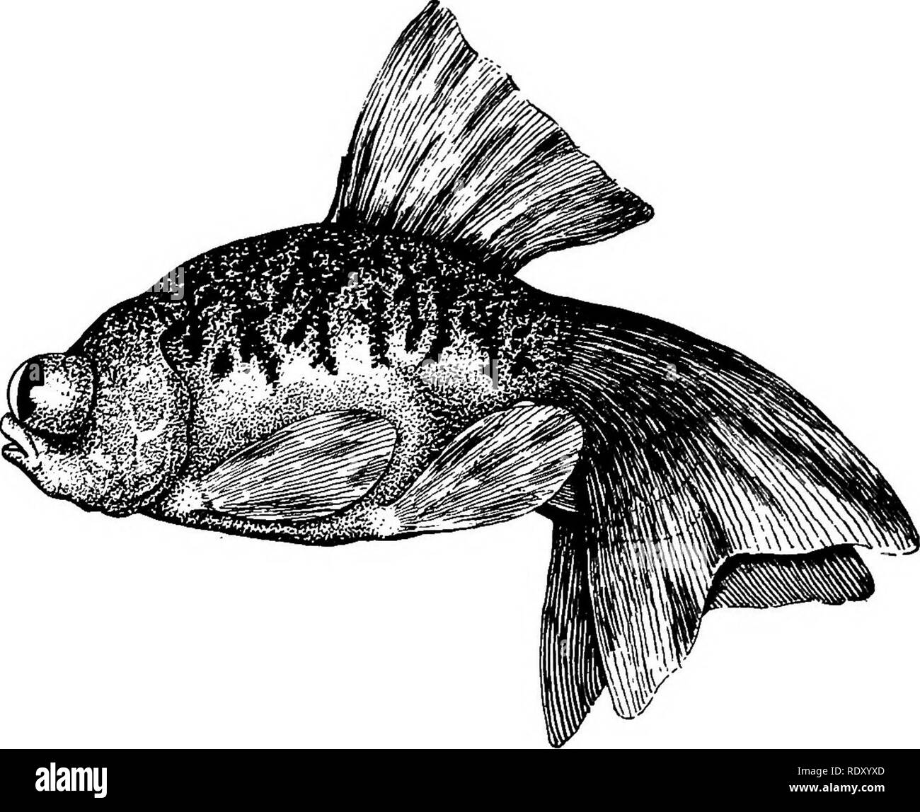 . Goldfisch Rassen und andere Aquarienfische, ihre Pflege und Vermehrung; ein Leitfaden für Süß- und Meerwasseraquarien, ihre Fauna, Flora und Management. Aquarien; Goldfische. Goldfisch RASSEN DER CHINESISCHEN BESCHRIFTETE TELESKOP GOLDFISCH Carassius Auratus, var. chinensis skriptingunterbrechung. Abb. 27 Eine andere Instanz des Patienten arbeiten der Chinesischen in der Entwicklung von gewünschten Eigenschaften in der goldfisch ist in die Lettered Teleskop, eine sehr seltene Fische offensichtlich, wie aber zwei Exemplare, sowohl Frauen, die Wissen des Autors, sowohl in Philadelphia. Keine letzten Thema- keit dieser Fisch beschreibt, die Foll Stockfoto