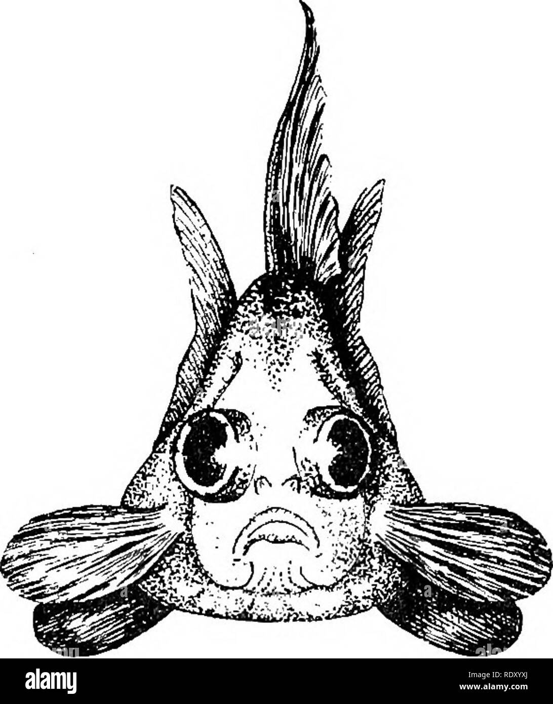 . Goldfisch Rassen und andere Aquarienfische, ihre Pflege und Vermehrung; ein Leitfaden für Süß- und Meerwasseraquarien, ihre Fauna, Flora und Management. Aquarien; Goldfische. Abb. 25 - Chinesische Tiger Teleskop Goldfisch Carassius auratuSf var. chinensis tigrinus Laterale Ansicht zwei Drittel leben Größe über die Schnauze, Regie seitlich und Projektierung} 4 bis S/^ Zoll von den Bahnen. Im Querschnitt die Fische fast dreieckigen erscheinen, mit der Abgeflachten Bauch als Basis. Der Körper ist kurz, dick und fehlerhaften, spärlich Flossen und Schwanz, und die neugierigen Markierungen, aus dem der Fisch de-Rives seine Stockfoto