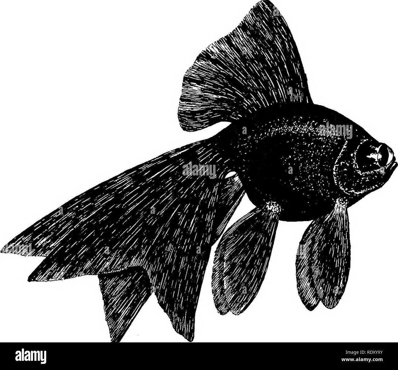 Fische Fischen Aquariumaquarien Schwarzweiss Stockfotos Und Bilder Alamy