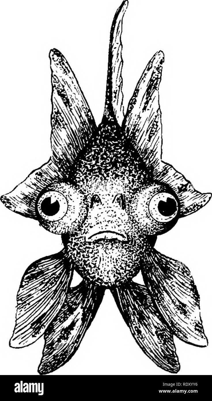 . Goldfisch Rassen und andere Aquarienfische, ihre Pflege und Vermehrung; ein Leitfaden für Süß- und Meerwasseraquarien, ihre Fauna, Flora und Management. Aquarien; Goldfische. Abb. 21 - Junge chinesische Meliert Teleskop Goldfisch laterale Ansicht. Leben Größe und Schwanz. Es ist so transparent skaliert, dass das Fleisch Tönungen, die oft einen ausgeprägten bläulichen Farbton sind, können durch die Haut gesehen werden; auf die. Abb. 22 junge chinesische Meliert Teleskop Goldfisch frontale Ansicht. Leben Größe der Rot, Gelb, Braun, Blau und Schwarz mottlings zeigen die meisten auffälligen-ly. Dies ist ein stattliches, Eigenartigsten und begehrten Fische. Stockfoto