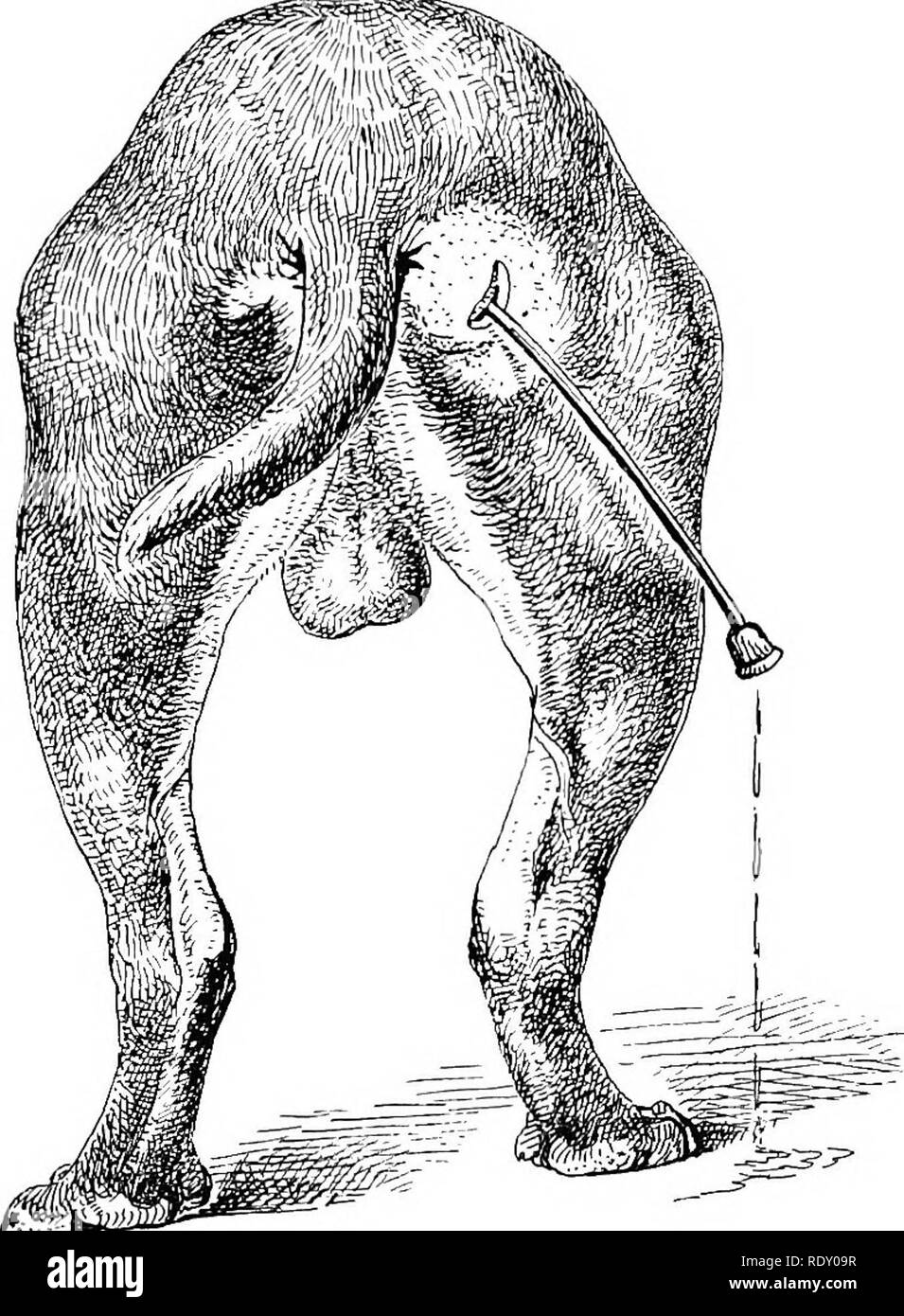 Perinealhernie Hund