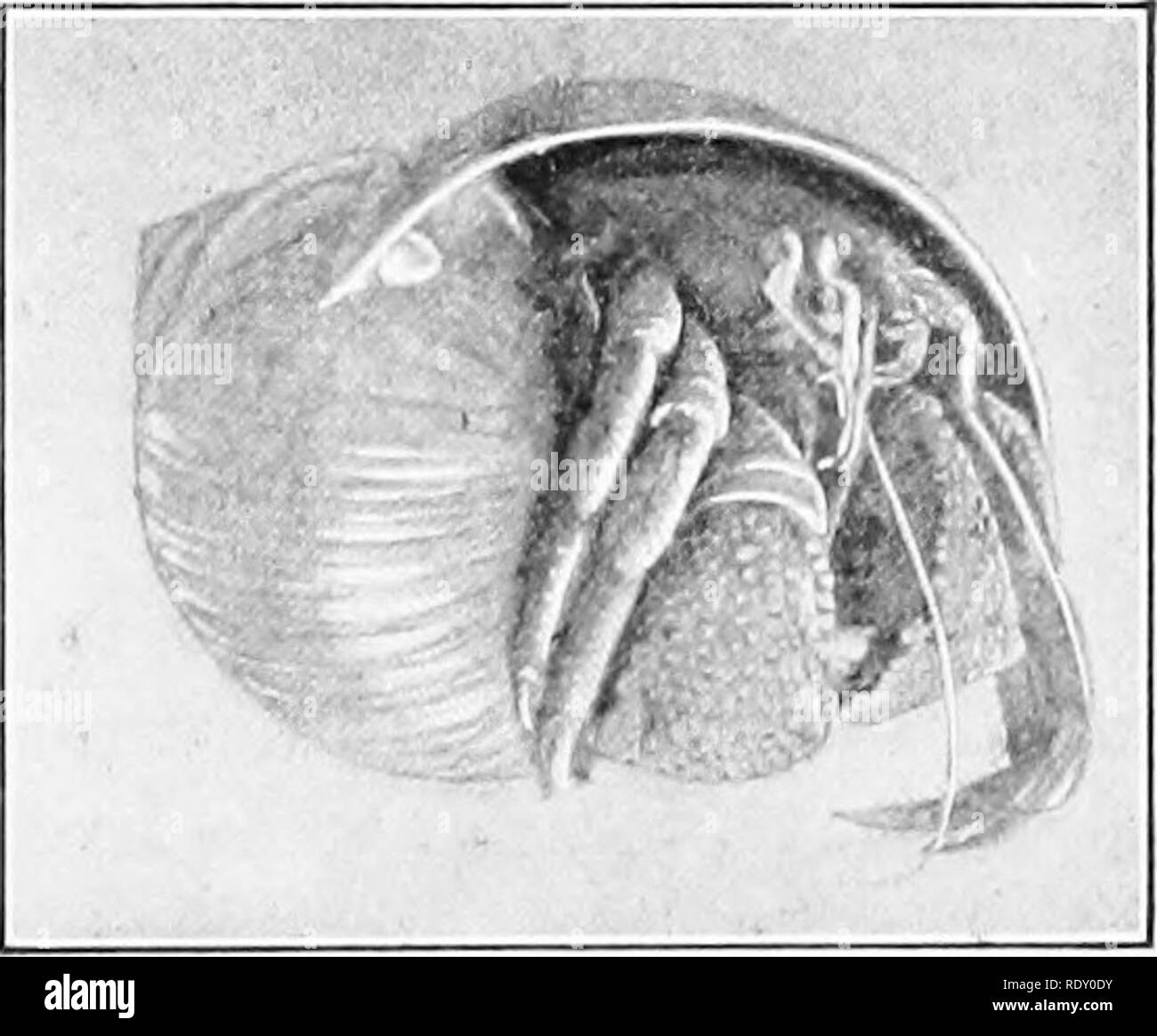 . Grundlagen der Biologie in Probleme. Biologie. Der Fiddler Crab. Von Fotos durch das Amerikanische Museum für Naturgeschichte ausgeliehen. Einsiedlerkrebs, über zweimal in natürlicher Größe. Von Foto von Amer ican-Museum ot Natural History. Die einsiedlerkrebse verwenden die Schalen der Schnecken als Wohnungen. Der Bauch ist weich, und ungeschützte durch eine Umy Exoskelett und hat sich auf seine con angepasst. Bitte beachten Sie, dass diese Bilder aus gescannten Seite Bilder, die digital für die Lesbarkeit verbessert haben mögen - Färbung und Aussehen dieser Abbildungen können nicht genau mit dem o ähneln extrahiert werden Stockfoto