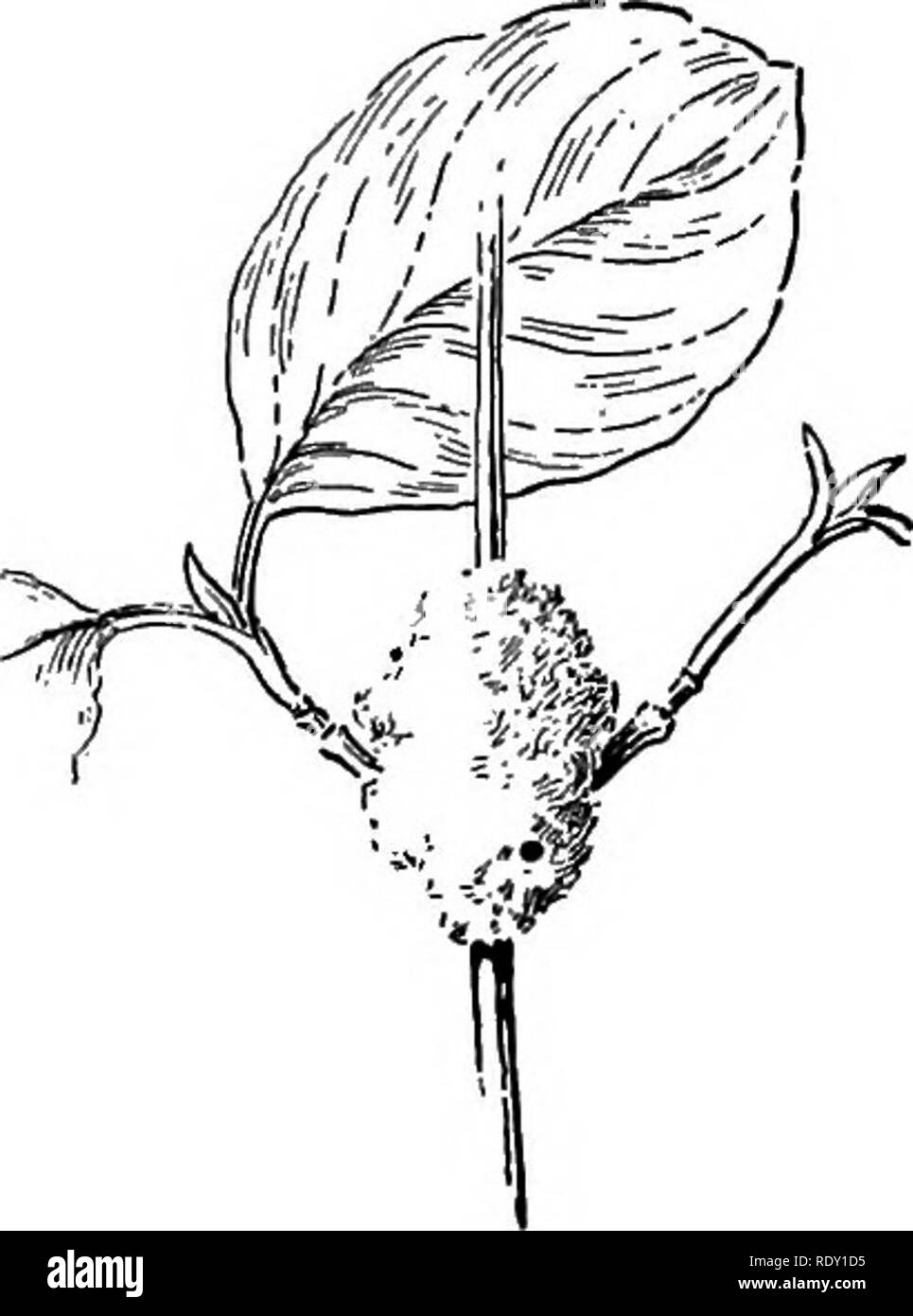 . Der Bach Buch; eine erste Bekanntschaft mit den Bach und seine Bewohner durch die wechselnden Jahr. Natural History. 154 DER BACH BUCHEN SIE ant die baut ein für den Schutz der Herden zu vergießen. Die Suche nach einer gut estabHshed Familie der Blattläuse auf eine bequeme Strauch, diese Ameisen drehen und konstruieren ein Mud-walled Schuppen inclosing so viele wie möglich. Damit von ihren Feinden geschützt, die Blattläuse leben bequem. Ich bezweifle, ob entweder aphis - Löwen oder junge Dame-bugs genug über Kuh - wirft für Sie zu suchen, und die Chancen, stark gegen Ihre geschieht auf der kleinen Tür dieser seltenen und Inn Stockfoto