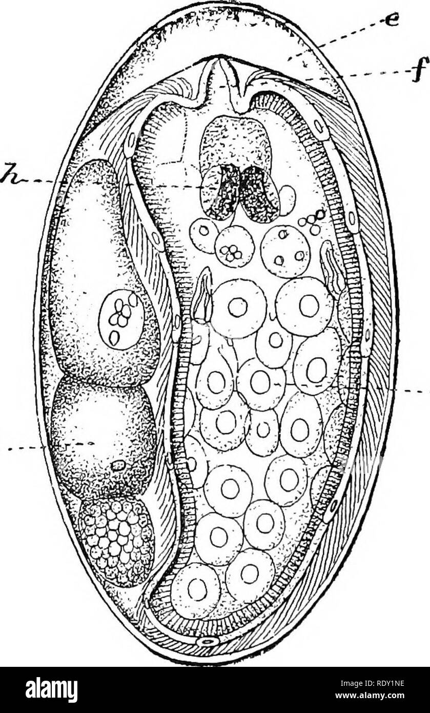 . Erkrankungen von Rindern, Schafen, Ziegen und Schweinen. Veterinärmedizin. Abb. 146.- Ei der gemeinsamen Leberegel (Fasciola licpafica), Exa - abgebaut, kurz nachdem es war von der Leber eines Schafes. An einem Ende der Abdeckung oder Deckel gesehen wird, o; in der Nähe der Segmentierung Eizelle, e; der Rest der Raum ist durch die Gabel Zellen, die ser^e wie Essen besetzt; alle sind detaillierte, aber nur drei sind so gezeichnet. X680. (Nach Thomas, 1883, S. 281, Abb. 1.)^... --- V4-Abb. 147.- Ei der Gemeinsamen li ^er Fluke mit einem Ciliated Embryo (MIRACIDIUM) bereit, zu Luke: d, Reste von Lebensmitteln; c, Kissen von Jelly - wie Sub Stockfoto