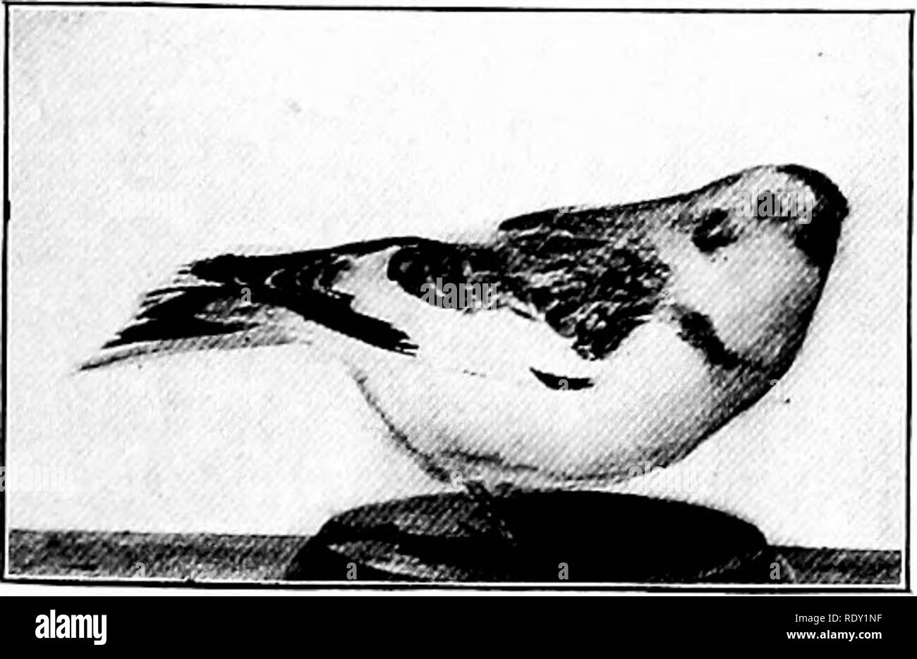 . Die Natur und die Landwirtschaft. Natur Studie; Landwirtschaft. American Goldfinch Diese Art ist heimisch in dieses Land aber seine Vorfahren waren ursprünglich aus Europa, in der Überzeugung, dass Sie bestimmte Insekten zerstören würde. Dies versäumt und ihre Einführung hat sich als Fehler heraus. Sie sind in ganz Europa und in Teilen von Asien und sind die gleichen Arten von Spatzen, die die Bibel erwähnt an mehreren Stellen gefunden. 529 American Goldfinch. Länge 5 Zoll. Eine sehr häufige, klein, gelb-bodied Vogel mit schwarzen Kappe, Flügel und Schwanz. Das Weibchen ist bräunlich und war Weißlich Stockfoto