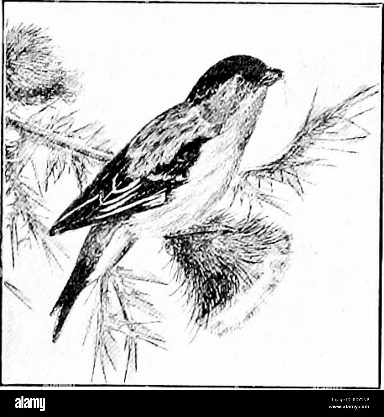 . Die Natur und die Landwirtschaft. Natur Studie; Landwirtschaft. Vögel DES, nördlichen Staaten 315. American Goldfinch Diese Art ist heimisch in dieses Land aber seine Vorfahren waren ursprünglich aus Europa, in der Überzeugung, dass Sie bestimmte Insekten zerstören würde. Dies versäumt und ihre Einführung hat sich als Fehler heraus. Sie sind in ganz Europa und in Teilen von Asien und sind die gleichen Arten von Spatzen, die die Bibel erwähnt an mehreren Stellen gefunden. 529 American Goldfinch. Länge 5 Zoll. Eine sehr häufige, klein, gelb-bodied Vogel mit schwarzen Kappe, Flügel und Schwanz. Die weibliche Stockfoto