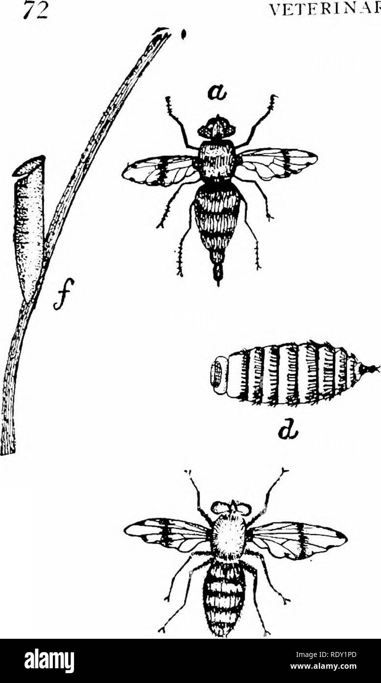 . Ein Lehrbuch der Veterinär Pathologie, für Studenten und Praktiker. Veterinär Pathologie. VETFRINARV PATHOT. OGV. Bitte beachten Sie, dass diese Bilder sind von der gescannten Seite Bilder, die digital für die Lesbarkeit verbessert haben mögen - Färbung und Aussehen dieser Abbildungen können nicht perfekt dem Original ähneln. extrahiert. Kinsley, Albert Thomas, 1877. Chicago, A. Eger Stockfoto