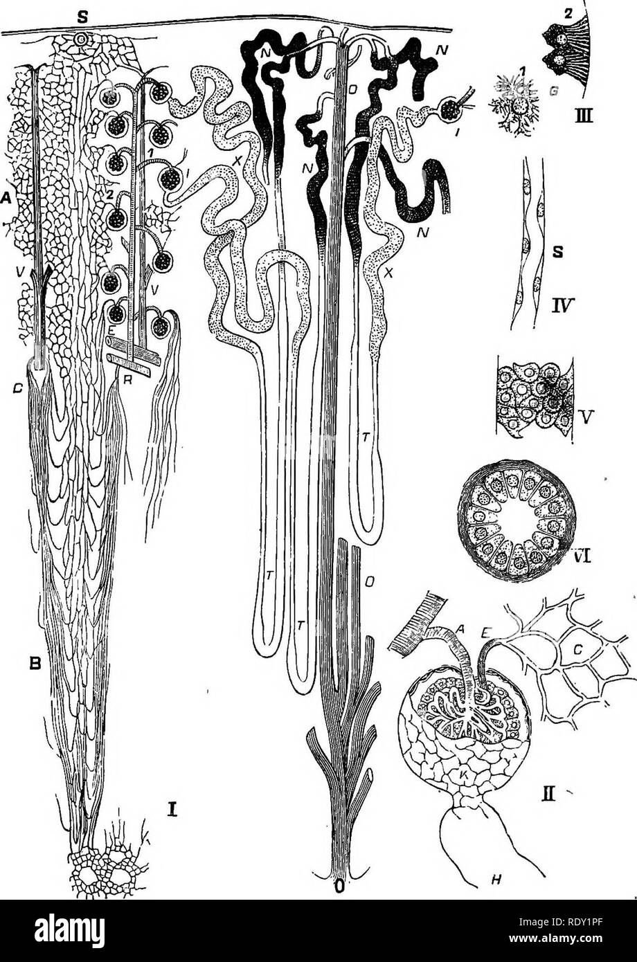 . Ein Lehrbuch der vergleichenden Physiologie für Studierende und Praktiker der vergleichenden (Veterinärwesen) Medizin. Physiologie, Vergleichende. 416 vergleichende Physiologie.. FiQ. 316.- Struktur der Niere (nach landois). I. Blut - vessers und Rohre (Bemi-dia^ Grammatic). A. in der Kapillaren des corrtoal Substanz. B. Kapillaren der Medulläre Substanz. 1, Arterie durchdringende Malpighian Körper; 2, Ader, die sich aus einem Malpig - hian Körper; B, arteriolie rectse; c. venie rectse; Y, Y, interlobular Adern; S, Ganglion Adern; 1,1, Kapseln von MuUer; X, X, faltigen Rohre; T, T, T, Rohre aus Eenle; N, N, N, N, communicatin Stockfoto