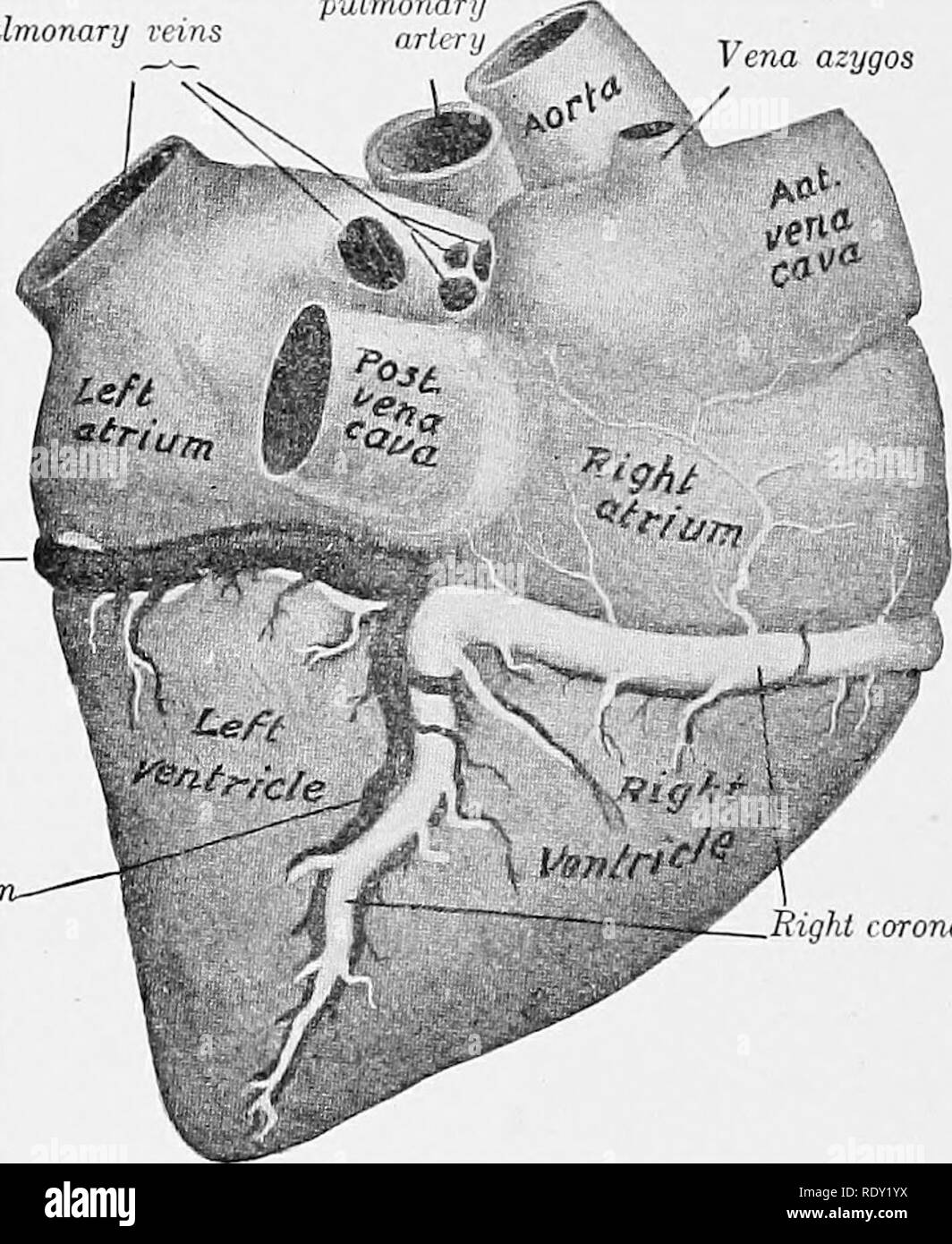 Grundsatze Der Veterinarmedizin Ein Text Buch Fur Den Einsatz In Landwirtschaftlichen Schulen Veterinarmedizin Kapitel Vi Das Kreislaufsystem Die Organe Der Durchblutung Der Organe Mit Der Zirkulation Von Blut Und Lymphe Sind Das