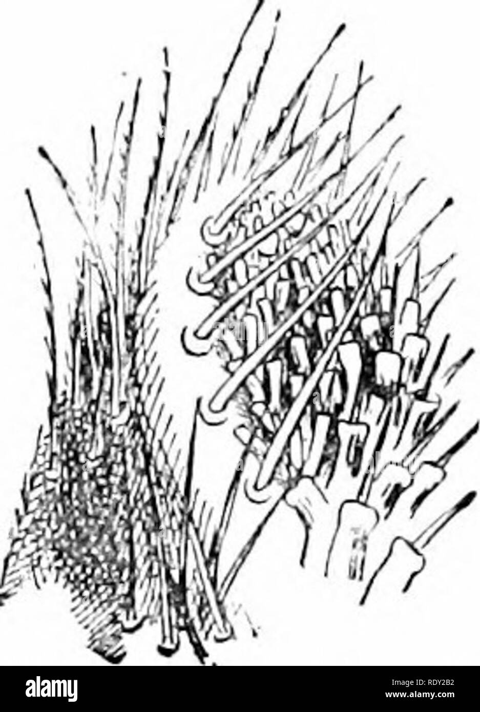 . Unterricht in der Natur studieren. Die Natur studieren. loS Natur studieren. Abb. L&gt; b rip-spin-slnowing neret; Spinnerei Rohre. Wenn der Lehrer hat ein Mikroskop, und will eine spinndüse und montieren Sie diese in glyce-rine auf ein Glas gleiten, die zahlreichen tinj "spin-ning Rohre können bereitwillig (Abb. gesehen werden. 66). Wenn th°Spider ist die Spinnerei, d. h. wenn es sich um ein seidiges, eine schlanke thread Fragen aus jedem der sich drehenden Röhren auf jeden Spinndüse. Alle diese feinen Fäden von den vielen Spinnen Rohre Vereinen zu bilden, die eine starke Linie, die wir sehen. Feld arbeiten. Zu finden und mit der äußeres Kennen lernen Stockfoto