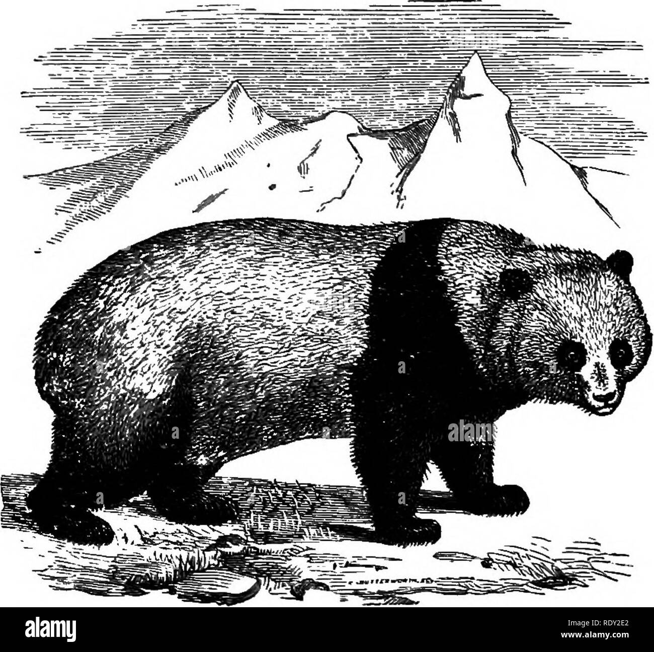 . Ein allgemeiner Leitfaden für das British Museum (Natural History)... Mit Plänen und einen Blick auf die Gebäude. British Museum (Natural History). Obere SÄUGETIER GALERIE. 67 Ausstellung der lebenden Mitglieder dieser Gruppe neben der ausgestorbenen Verwandten in der geologischen Abteilung und in der zentralen Halle. Die dritte Bucht enthält einen Teil der Serie von Nagenden Säugetiere oder Eodents (Hasen, ißt, Eichhörnchen, &Amp; c.), der auch die ganze der angrenzenden Bucht besetzen. Weiter, um die Robben, Walrosse und Sea-Bears (Abb. 37); und nach diesen, wieder, das Land Carnivora. Unter den Ehemaligen, insbesondere atten-tio Stockfoto