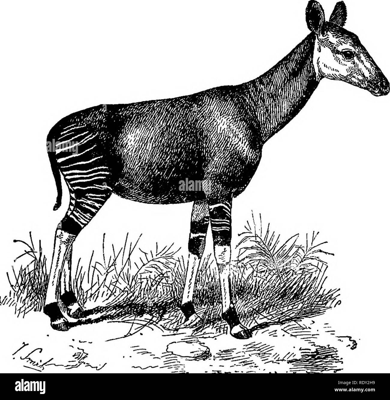 . Ein allgemeiner Leitfaden für das British Museum (Natural History)... Mit Plänen und einen Blick auf die Gebäude. British Museum (Natural History). Giraffen und OKAPI. 37 Über die erste Mondlandung die Treppe in zwei Flüge, die jeweils zu einem der Flure, der West- und Ostseite der Halle Flanke teilt, und von denen ein Zugang zu den Galerien im ersten Stock des Gebäudes gewonnen. Am südlichen Ende dieser Korridore zwei Treppen, auf Bögen Überspannen der Halle erhoben, melden Sie eine zentrale Flug führt zu der zweiten oder der obersten Etage zu bilden. Auf dem Treppenabsatz an der Spitze dieser Flug ist p Stockfoto