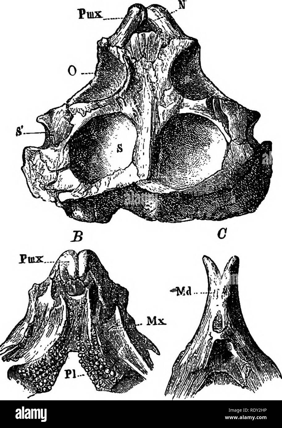 . Ein allgemeiner Leitfaden für das British Museum (Natural History)... Mit Plänen und einen Blick auf die Gebäude. British Museum (Natural History). Struktur von Reptilien und Amphibien. 27 Und des Körpers - Knochen an die knöchernen Schale. Echsen und Schlangen sind meist durch farbige wirft vertreten. Die ausgestorbenen Dinosaurier sind durch eine kleine Modell der Iguanodon vertreten, zusammen mit einem Foto des Skeletts und ein Pflaster - Besetzung der Knochen des Hind-Fuß mit den drei Zehen. Die angrenzende Seite der Tabelle - Fall zeigt die Änderungen, die der Wirbelsäule, oder der Wirbelsäule, der Rippen und des A. Abb. 8.-S Stockfoto