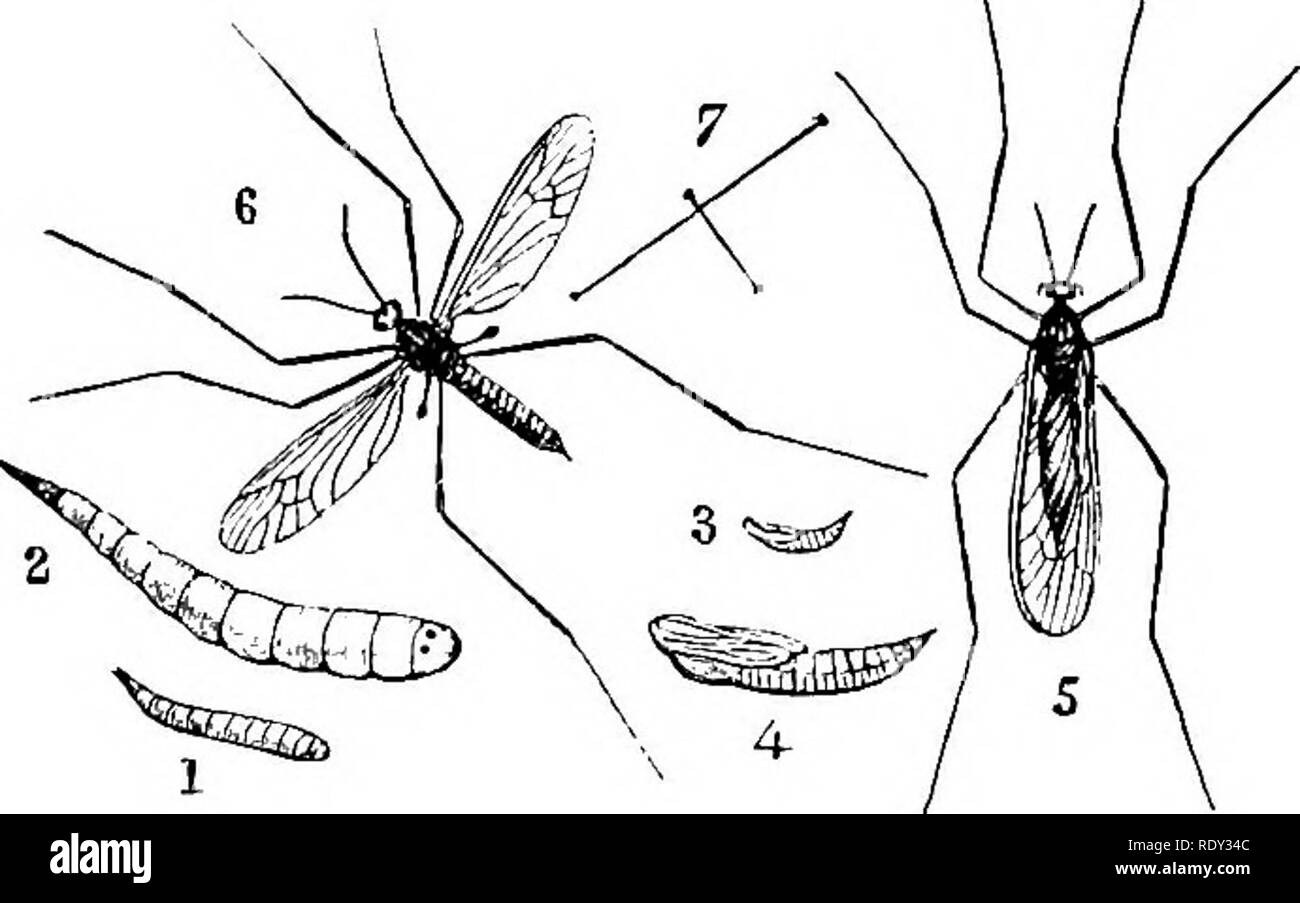 . Ein text-Buch für landwirtschaftliche Zoologie. Zoologie, Landwirtschaftliche; Zoologie, Wirtschaftliche. DU'TEKA ODER WAHRE FLIEGT. 207 Das Kopfende, etwa eine halbe Zoll lang und schmutzig gräulich-gelbe Farbe. Sie brauchen keinen weiteren Kommentar, außer dass Sie können. Ta. 100.- Winter Gnat. s (TricJioceru). 1, 2, Lara von T. hiemcdis; 3, 4, Puppe; 5, 0; 7, iiat iinafjines. Größe. (Curti) als nützliche Insekten, Heli) ing die rasche Zerfall von Wurzeln, &Amp; o., krank die Erde betrachtet werden. Unter den Brachyoera sind einige von großer Bedeutung: Nur eine Gruppe, die hier erwähnt werden können, namelj", den Gad-fliegen oder Tabanidse. Gad-Fliegen sind Stockfoto
