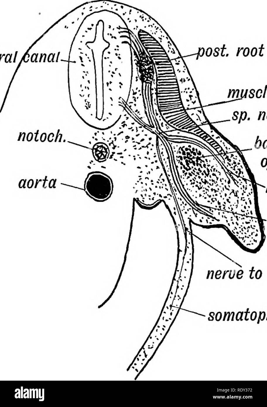 . Menschliche Embryologie und Morphologie. Embryologie, Menschliche; Morphologie. 292 menschliche Embryologie und MOEPHOLOGY. Die Achse des Körpers, (2) das Bein zu drehen nach außen, so dass der extensor Oberfläche der Knie nach oben gerichtet ist, mit der großen Zehe im vorderen und den kleinen Zeh hinter sich. (3) Arm-, auf der anderen Seite erfordern würde, nach innen gedreht werden, an der zuvor das Winkelstück ( extensor Oberfläche) in die dorsale Lage zu bringen. Die Drehung, die die embryonale Gliedmaßen in die erwachsene Position bringt Auftritt an der Kreuzung der gliedgürtels mit der Amtsleitung. Rotation an der Gliedgürtels. Zu verstehen - das Ausmaß der Rotier Stockfoto