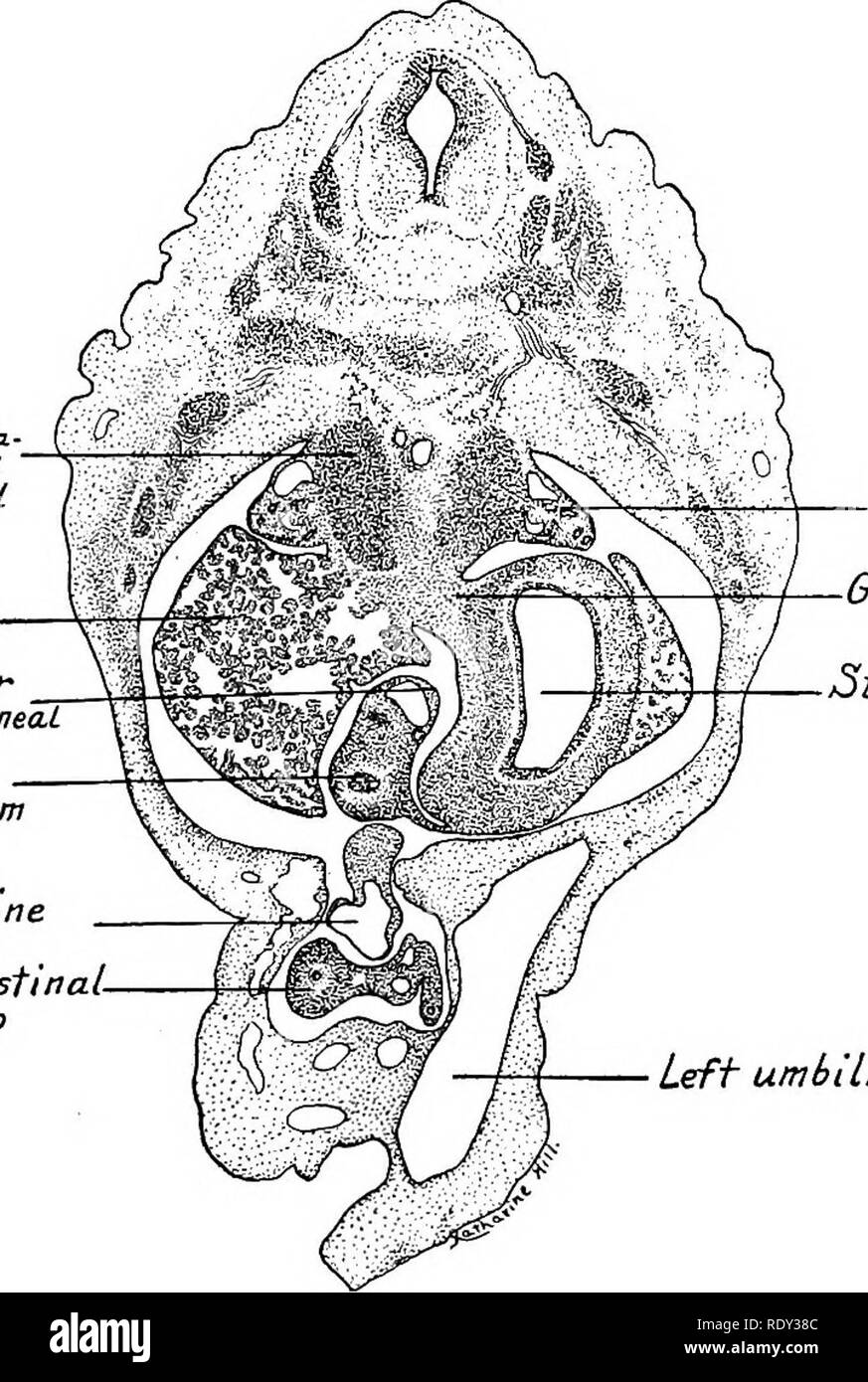 . Ein Labor Hand- und Lehrbuch der Embryologie. Embryologie. Körperhöhlen, Membran und MESENTERIES 199 dritte pleurahöhlen. Es liegt auf der rechten Seite der Speiseröhre im Mediastinum und den durchschnittlichen Durchmesser in der Erwachsenen beträgt 10 mm. Wenn der Magen ändert seine Stellung und Form, so dass die Mid-ventrale Linie wird das geringere Krümmung und liegt auf der rechten Seite, die Position der Lesser majus ist ebenfalls verschoben. Von seinem ursprünglichen Standort in der Medianen Sagittalebene mit seinen freien Kante kaudal Regie gedreht wird durch 900, bis es sich in einer Cor-onal Flugzeug mit seiner freien Spielraum zu t Stockfoto