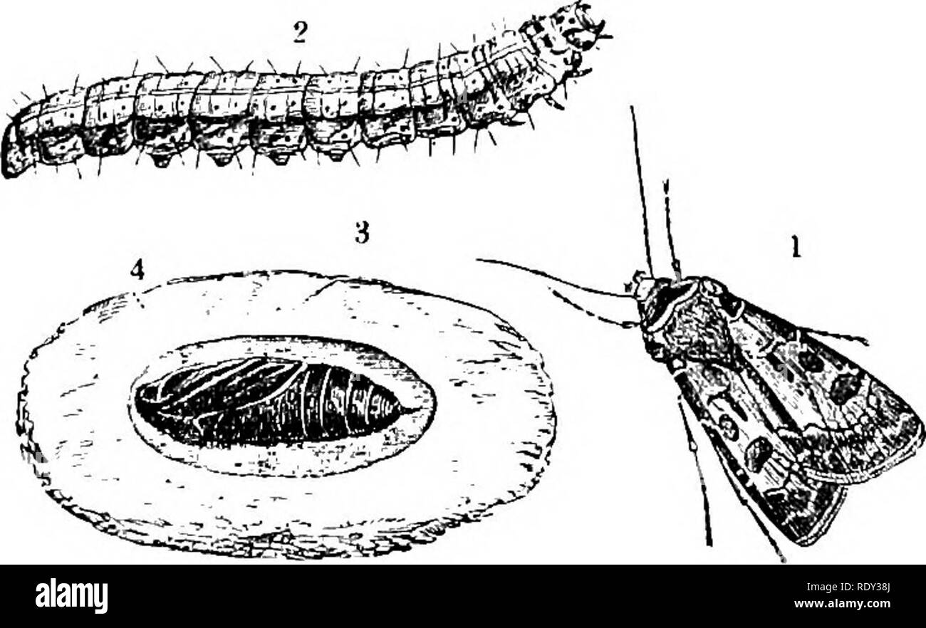. Ein text-Buch für landwirtschaftliche Zoologie. Zoologie, Landwirtschaftliche; Zoologie, Wirtschaftliche. LEPinOPTEKA (Motten). 183 Die beiden Motten genannt die Dart Motte { Eulenfalter segetum) ami das Herz-und-Dart Motte {A. exdamatiords), während Nicht wenige sind die Raupen des Gelben TJnderwing (Triphmna proiiuha). Alle diese sind nachtaktiv, leben unter der Erde während des Tages und der Nacht zu füttern. Sie manchmal, wie Würmer, ziehen eine Numher der Blätter in den Boden während des Tages zu verschlingen. Fast alle Pflanzen sind von ihnen angegriffen werden, und den Schaden, den sie verursachen, ist oft beträchtlich. Loth Stammzellen und leafag Stockfoto