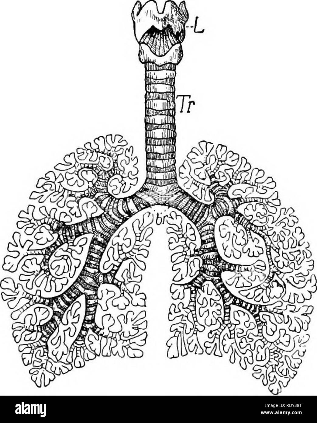 . Umrisse der vergleichenden Physiologie und Morphologie der Tiere. Anatomie, Physiologie, Vergleichende; Vergleichende. Blut-SYSTEM. 359.-Wir haben bereits gesagt (Seite 204), die zwei Rohre gehen Sie von der Kehle in die Körperhöhle - posterior, die Speiseröhre, den Magen und den vorderen, der Luftröhre, oder der Luftröhre, der Lunge. Das eine ist weich und schlaff, aber muskulös; der andere ist ein Unternehmen, offene Röhre, durch eine Reihe von carti - laginous Ringe gehalten wird geöffnet. Dies ist notwendig, damit die Luft Kommen und Gehen mit dem geringsten Widerstand möglich. Die trachea ist oberhalb von t verschlossen Stockfoto