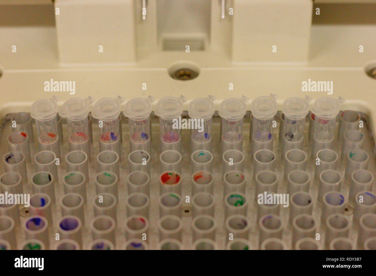PCR-micro Röhrchen in einem Thermo cyler bereit für die Polymerase Chain Reaction. Stockfoto