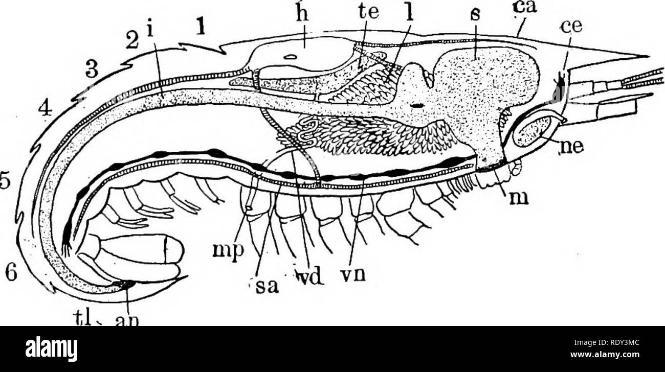 . Ein text-Buch von Wirbellosen Morphologie. Wirbellose Tiere. Typ GBUSTACEA. 377 tremity schmälern, aber leicht auf den Thorax (Isopoda). Es ist mit einer unterschiedlichen Anzahl von Öffnungen an den Seiten, durch die das Blut gewinne Eingang zu seinem Hohlraum froin. den perikardialen Sinus - diese Öffnungen, die als "ostia, die durch Ventile, die nach innen öffnen und verhindert Erbrechen von Blut während der systole bewacht. Von jedem Ende der Herzarterien ergeben, die nach einem längeren oder kürzeren Kurs und vielen oder wenigen Verzweigungen, weit in den Lacunar Räume öffnen. Von diesen das Blut fließt in einigen fo Stockfoto