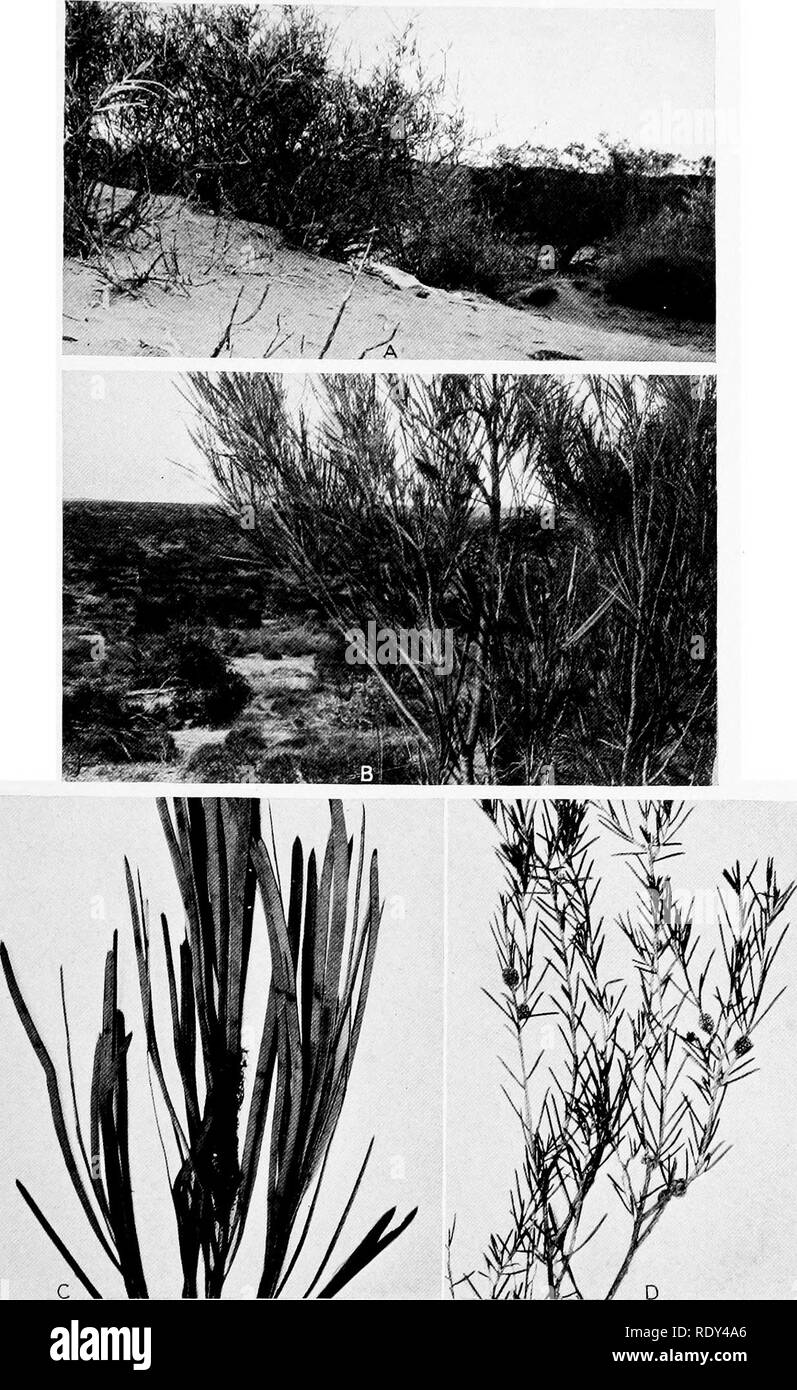 . Anlage Gewohnheiten und Lebensräume in den trockenen Teile von South Australia. Ökologie der Pflanzen; Botanik; Wüste Pflanzen. CANNON Platte 29. A. Bossima Chamaecistus auf dem Gipfel eines sandhill von Station 408, in der Nähe von Ooldea. B. Hakea multilineata auf dem Kamm eines sandhill von Station 408, in der Nähe von Ooldea, mit Euca-lyptus incrassala var. Dumosa, eine entlegene Mallee, in den Wohnungen unten. Blumensträuße Spinifex, Triodia irritans, sind zwischen den Mallee gesehen zu werden. C Zweig mit verwelkte Blume - Spike und Blätter von hakea Multilineata, von Station 408, in der Nähe von Ooldea. D. Melaleuca uneinata in Obst, aus der Sandhills von Station 408, in der Nähe von Ooldea. Stockfoto