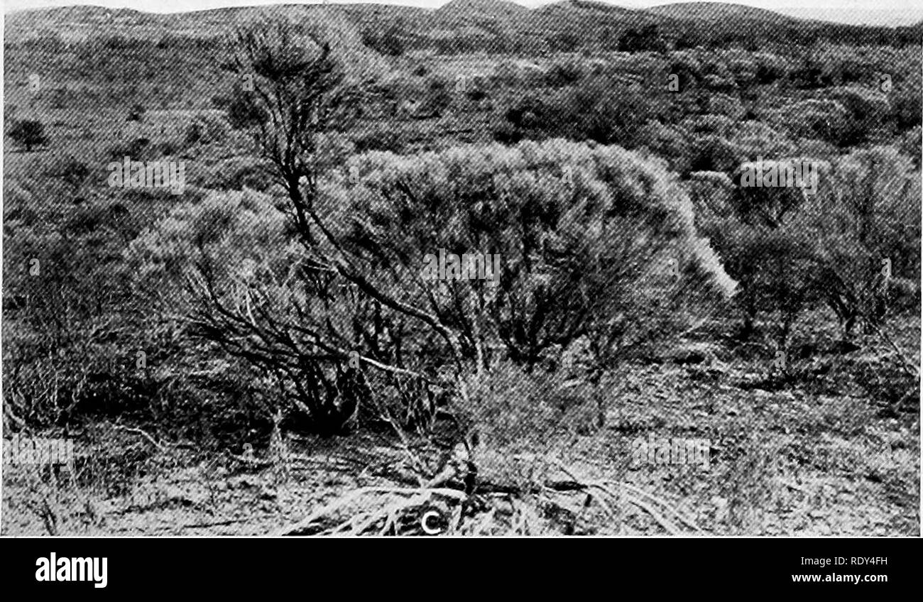 . Anlage Gewohnheiten und Lebensräume in den trockenen Teile von South Australia. Ökologie der Pflanzen; Botanik; Wüste Pflanzen. - Ite^^^^^^^^^^^^^^ fl^^^^^^^''^ IBI 5 PI|pU mKtM s1 1H^^^^^^^^^^ B H Hi1^^^ ffHHH UL 4g-i1^5'j^HMS^^^ • Bj ^*^^^ Â" â 1 ftt ^--;''^!^^; v^i. l^^^ H. A. Cassia stwrtii, eine mono-spezifischen gemeinschaftlichen auf Mount Serie Road, Copley bilden. B. Mono-spezifischen Gemeinschaft von Eremophila freelingii in den niedrigen Hügeln entlang Mount Serie Road, Copley. C Mono-spezifischen Gemeinschaft von Pholidia scoparia in niedrigen Hügeln auf dem Berg Reihe Straße, Copley.. Bitte beachten Sie, dass diese Bilder aus gescannten Seite imag extrahiert werden Stockfoto