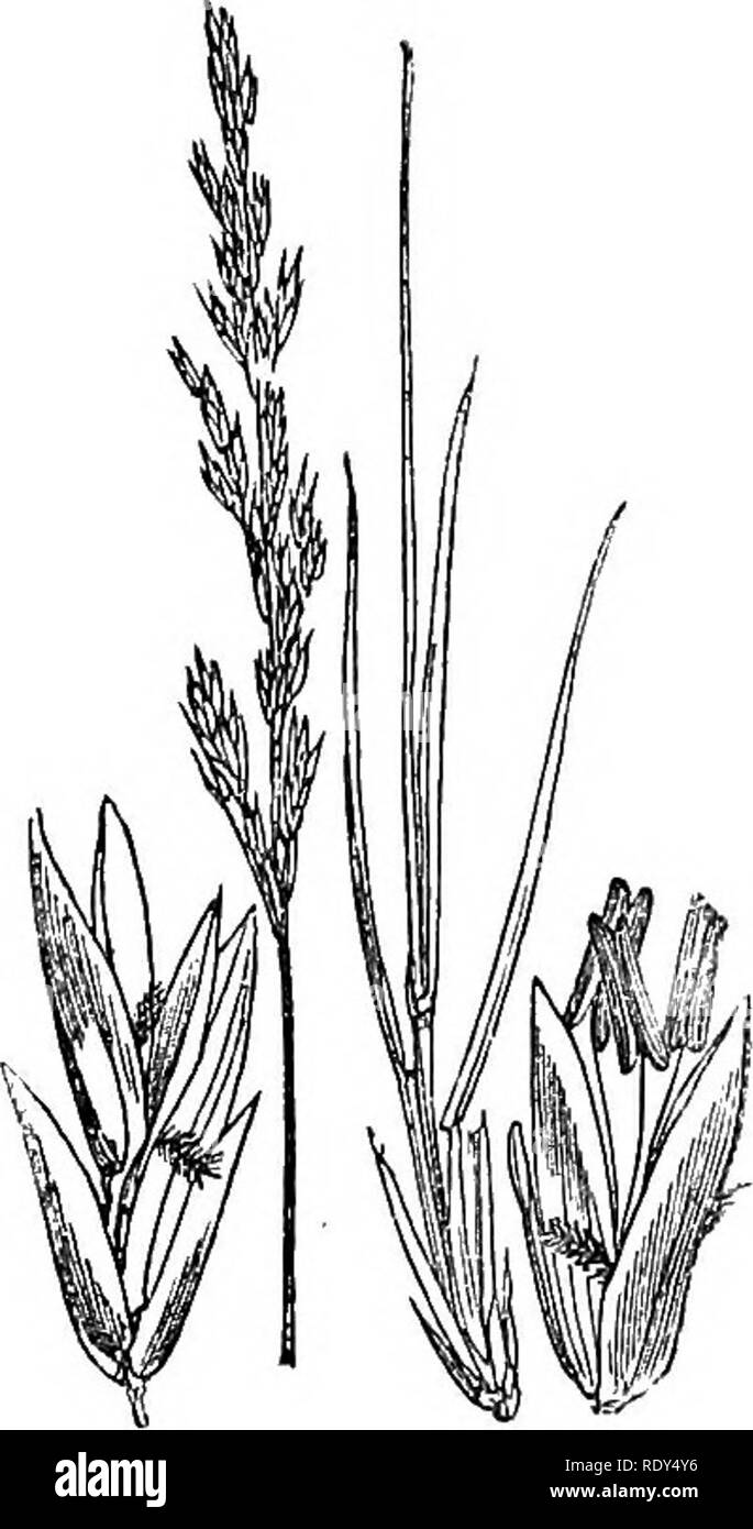 . Abbildungen der britischen Flora: Eine Reihe von holzstichen, mit Sezieren, britischer Pflanzen. Botanik; Botanik. 305. Bitte beachten Sie, dass diese Bilder sind von der gescannten Seite Bilder, die digital für die Lesbarkeit verbessert haben mögen - Färbung und Aussehen dieser Abbildungen können nicht perfekt dem Original ähneln. extrahiert. Fitch, W. H. (Walter Haube), 1817-1892; Smith, Worthington George, 1835-1917; Bentham, George, 1800-1884. Handbuch der britischen Flora. London, L. Reeve &Amp; Co. Stockfoto