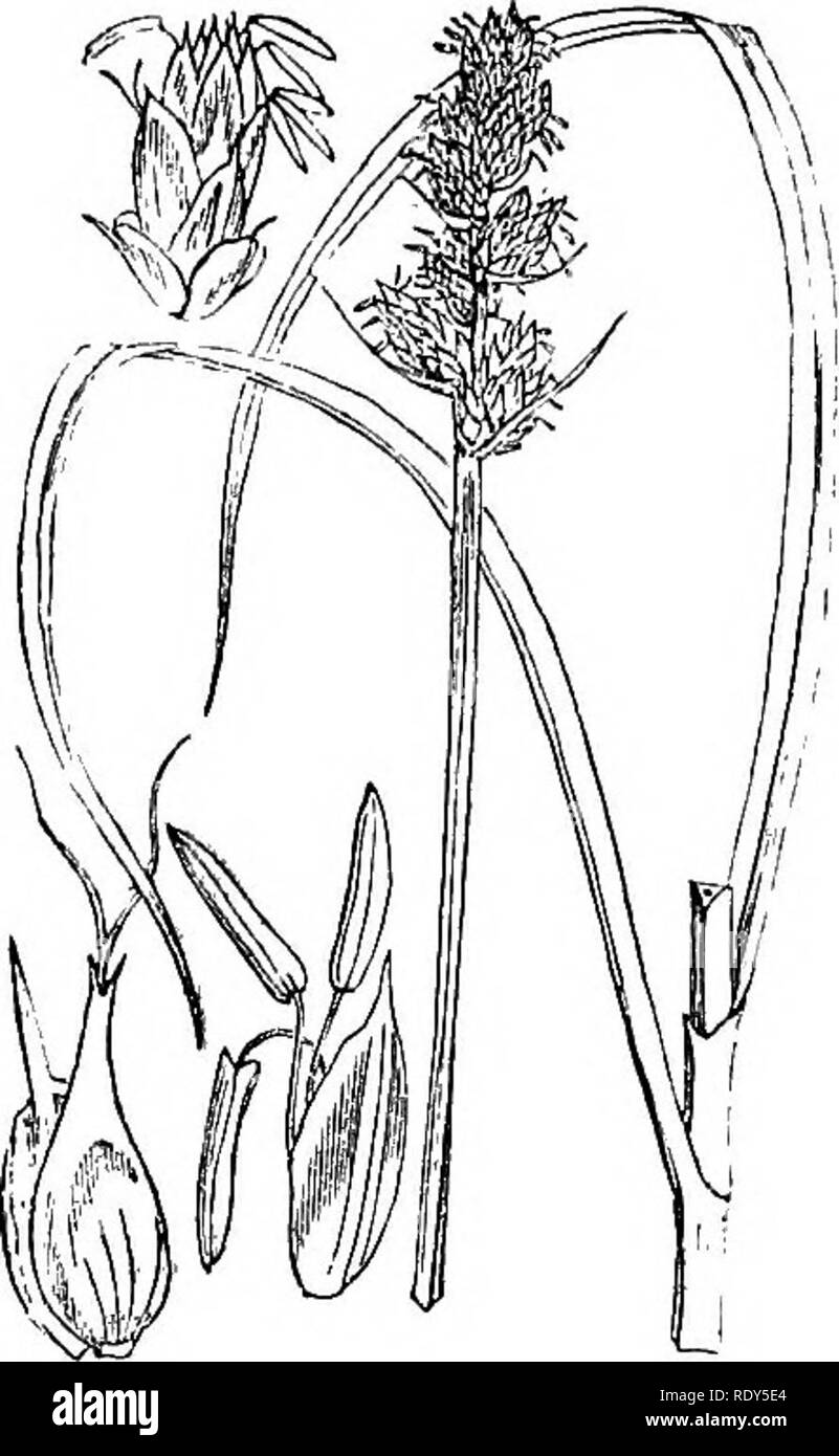 . Abbildungen der britischen Flora: Eine Reihe von holzstichen, mit Sezieren, britischer Pflanzen. Botanik; Botanik. 273. Bitte beachten Sie, dass diese Bilder sind von der gescannten Seite Bilder, die digital für die Lesbarkeit verbessert haben mögen - Färbung und Aussehen dieser Abbildungen können nicht perfekt dem Original ähneln. extrahiert. Fitch, W. H. (Walter Haube), 1817-1892; Smith, Worthington George, 1835-1917; Bentham, George, 1800-1884. Handbuch der britischen Flora. London, L. Reeve &Amp; Co. Stockfoto