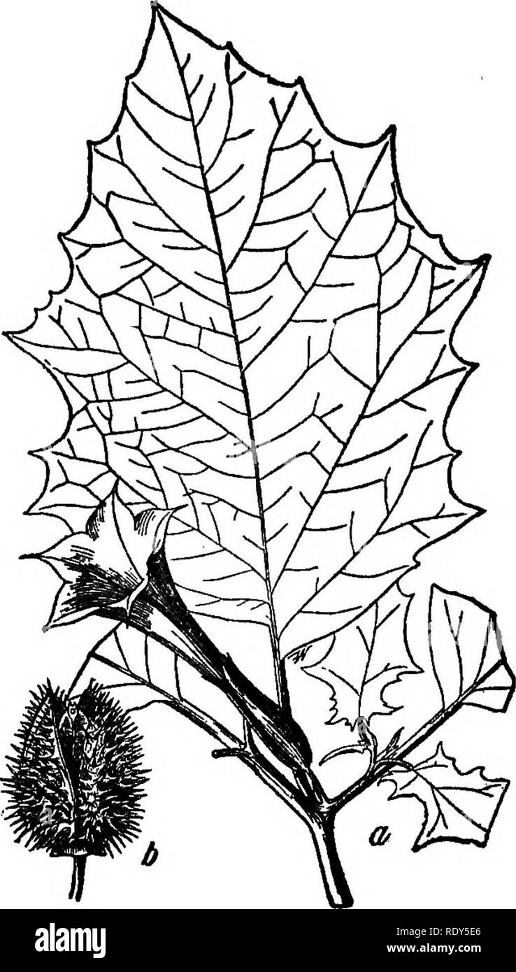 . Die Familien der Blütenpflanzen. Pflanzen; Phanerogamen. 234 Familien von FLOWEEING PFLANZEN. Abb. 203. Jimson weed {Datura stramonium): a. Blume und Blatt; b, Früchte; sowohl ein Drittel natürliche Größe. (Nach Chesnut, Bull. Nr. 20, Div. Von Bot. Us Dep't Landw.) certainlj ein lästiges Unkraut, es ist nicht ganz ohne seine Verwendungen, wie die Blätter geben Sie in fast alle Vorbereitungen für die Heilung von Asthma. Nicht zuletzt Mitglied der Familie ist die Gattung Nwotiama, die tobaooo. Es gibt eine Reihe von wild lebenden Arten, aber der Tabak der Handel ist vor allem von N. Tahacum abgeleitet.. Bitte beachten Sie, dass Stockfoto