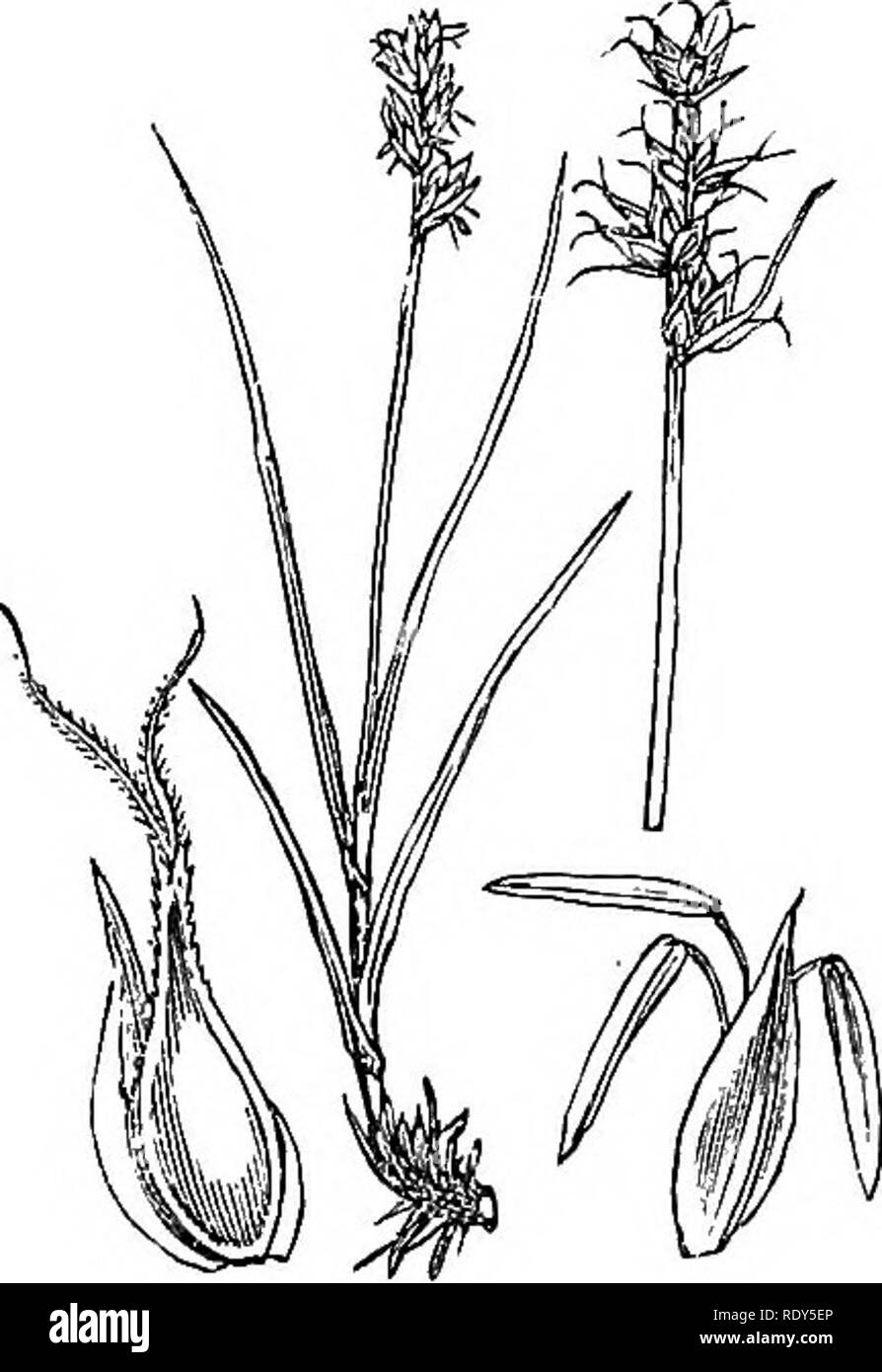. Abbildungen der britischen Flora: Eine Reihe von holzstichen, mit Sezieren, britischer Pflanzen. Botanik; Botanik. 1110. Carex elongata. 1 Uhr 1. Carex stellulata.. Bitte beachten Sie, dass diese Bilder sind von der gescannten Seite Bilder, die digital für die Lesbarkeit verbessert haben mögen - Färbung und Aussehen dieser Abbildungen können nicht perfekt dem Original ähneln. extrahiert. Fitch, W. H. (Walter Haube), 1817-1892; Smith, Worthington George, 1835-1917; Bentham, George, 1800-1884. Handbuch der britischen Flora. London, L. Reeve &Amp; Co. Stockfoto