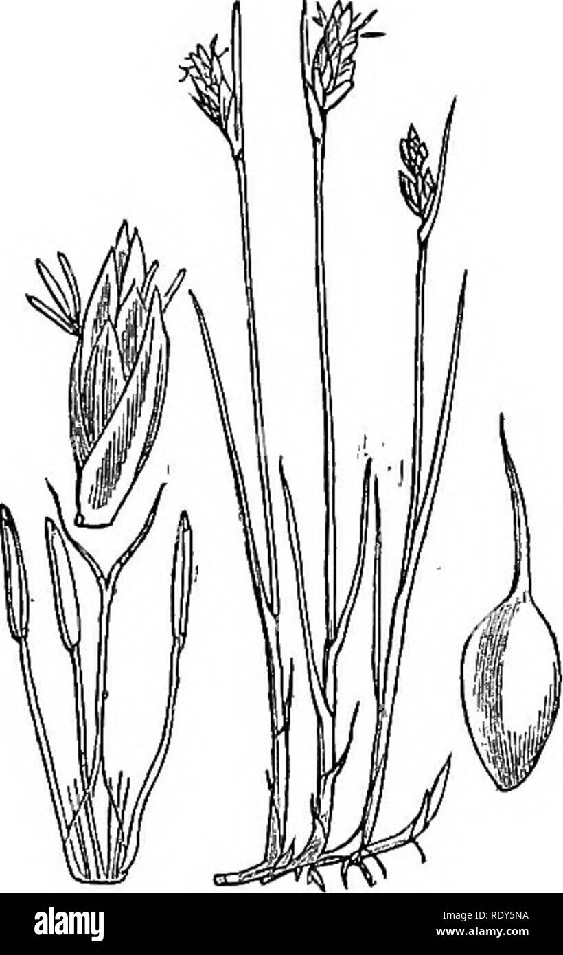 . Abbildungen der britischen Flora: Eine Reihe von holzstichen, mit Sezieren, britischer Pflanzen. Botanik; Botanik. 265. Bitte beachten Sie, dass diese Bilder sind von der gescannten Seite Bilder, die digital für die Lesbarkeit verbessert haben mögen - Färbung und Aussehen dieser Abbildungen können nicht perfekt dem Original ähneln. extrahiert. Fitch, W. H. (Walter Haube), 1817-1892; Smith, Worthington George, 1835-1917; Bentham, George, 1800-1884. Handbuch der britischen Flora. London, L. Reeve &Amp; Co. Stockfoto