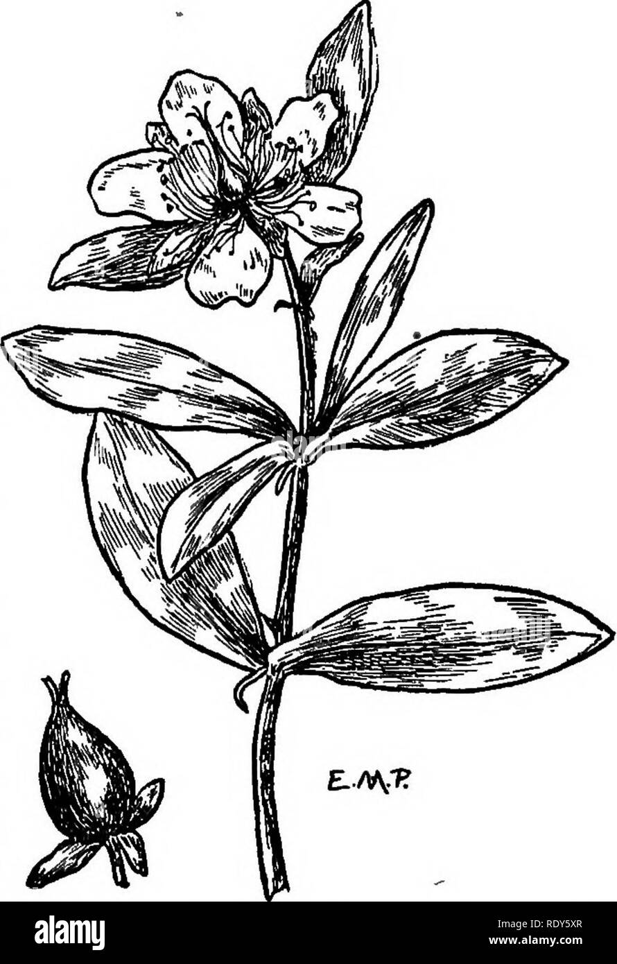 . Die Familien der Blütenpflanzen. Pflanzen; Phanerogamen. Abb. 156.. Die Blumen und f niit des mammey ap-Ple (mammea Americana) stark reduziert. Original. Sehr teuer, fancy Tees sind und die jungen Blätter und Blütenknospen gebildet, aber nur eine kleine Menge dieser Sorten ist immer importiert. Das aktive Prinzip in den Blättern ist ein Alkaloid, das als theine bekannt, und der Anteil der Tannin ist sehr hoch. Die Familie Theaceae wurde auch von den Namen Ternstroemiaceae bekannt. Familie Guttiferae. Gam-boge Familie. Eine tropische Gruppe, bestehend aus etwa 30 Gattungen und 300 Arten, Bäume oder Sträucher in reich Stockfoto