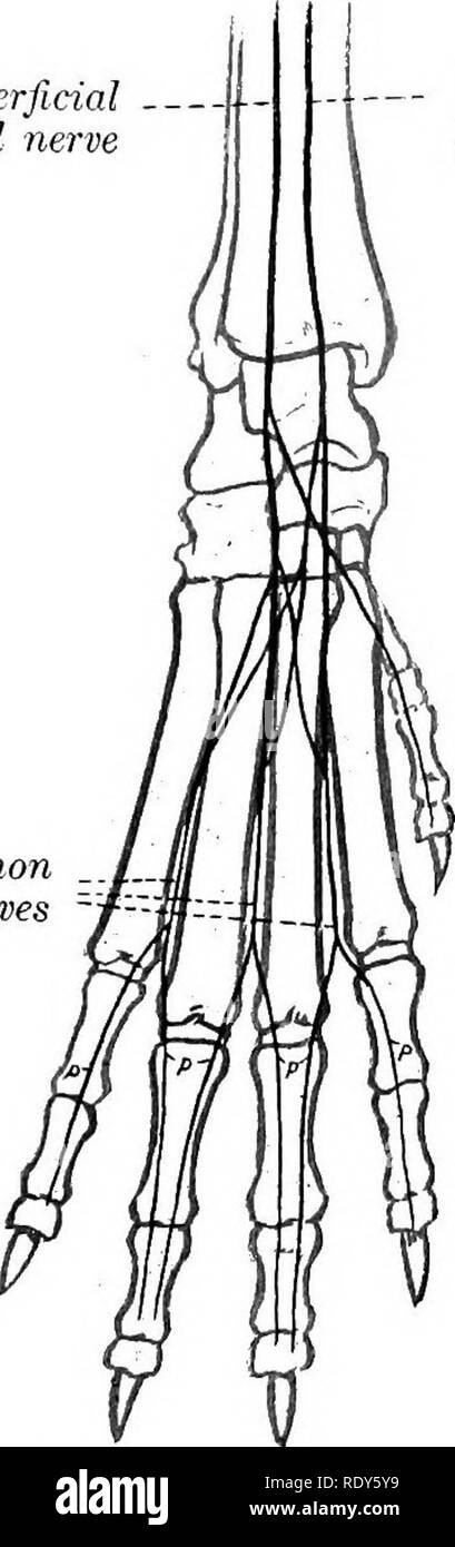 . Die Anatomie der Haustiere. Veterinär Anatomie. Das NERVENSYSTEM DES HUNDES 855I}-^ steigen in die erste, zweite und dritte intermetacarpal Räume und mit dem ureas gemeinsamen digitalen Nerven in Bildung ureas richtige digitale Nerven die Anordnung der digitalen Nerven ist in der beigefügten Sche-matic Zahlen vereinen. Der Lumbosakralen Plexus ist aus dem ventralen Äste der letzten fünf Lenden- und ersten sakralen Nerven gebildet. Wichtiger specialfacts in Bezug auf die Nerven der Beckenbereich des Körpers sind wie folgt: Die saphenous Nerv (Abb. 621) ist relativ groß, und in FAC Stockfoto