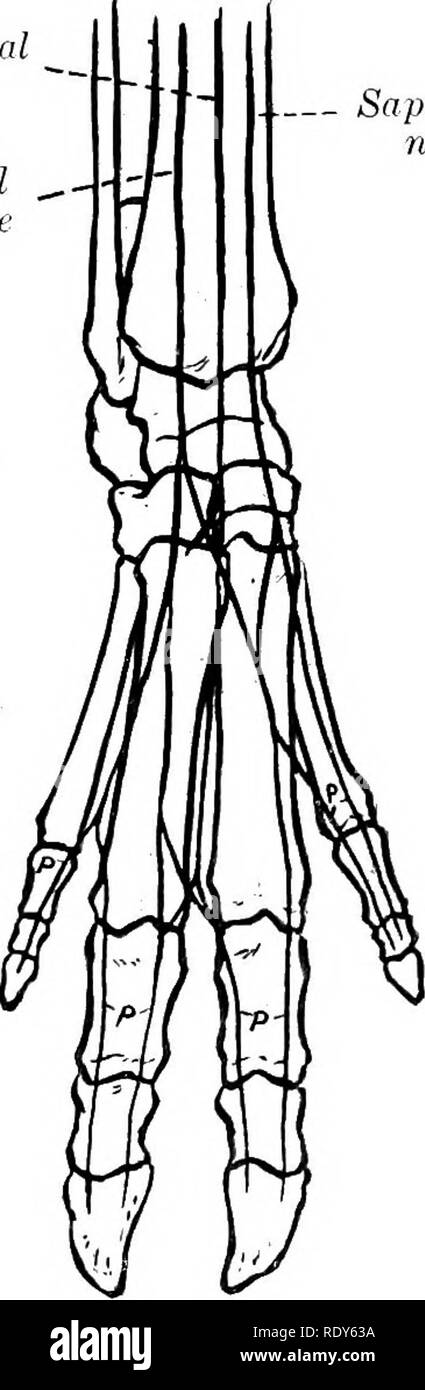 . Die Anatomie der Haustiere. Veterinär Anatomie. 846 DAS NERVENSYSTEM DES SCHWEINS der Plexus brachialis ist von der gleichen Nerven deriyed wie in der Ochse, aber die Wurzel des Sechsten zervikalen eingerichtet ist relativ kleiner. Der Plexus besteht aus zwei Teilen, von denen der obere entsteht über dem scalenus, die unteren zwischen den beiden Teilen des Muskels. Die wichtigsten Unterschiede in der Nerven, die aus dem Plexus aus der Anordnung im Ox treten im distalen Teil der Extremität. Die kutane Zweig der Radialnerv unterteilt in Höhe des Karpal in Branchen, die mit der Dors Stockfoto